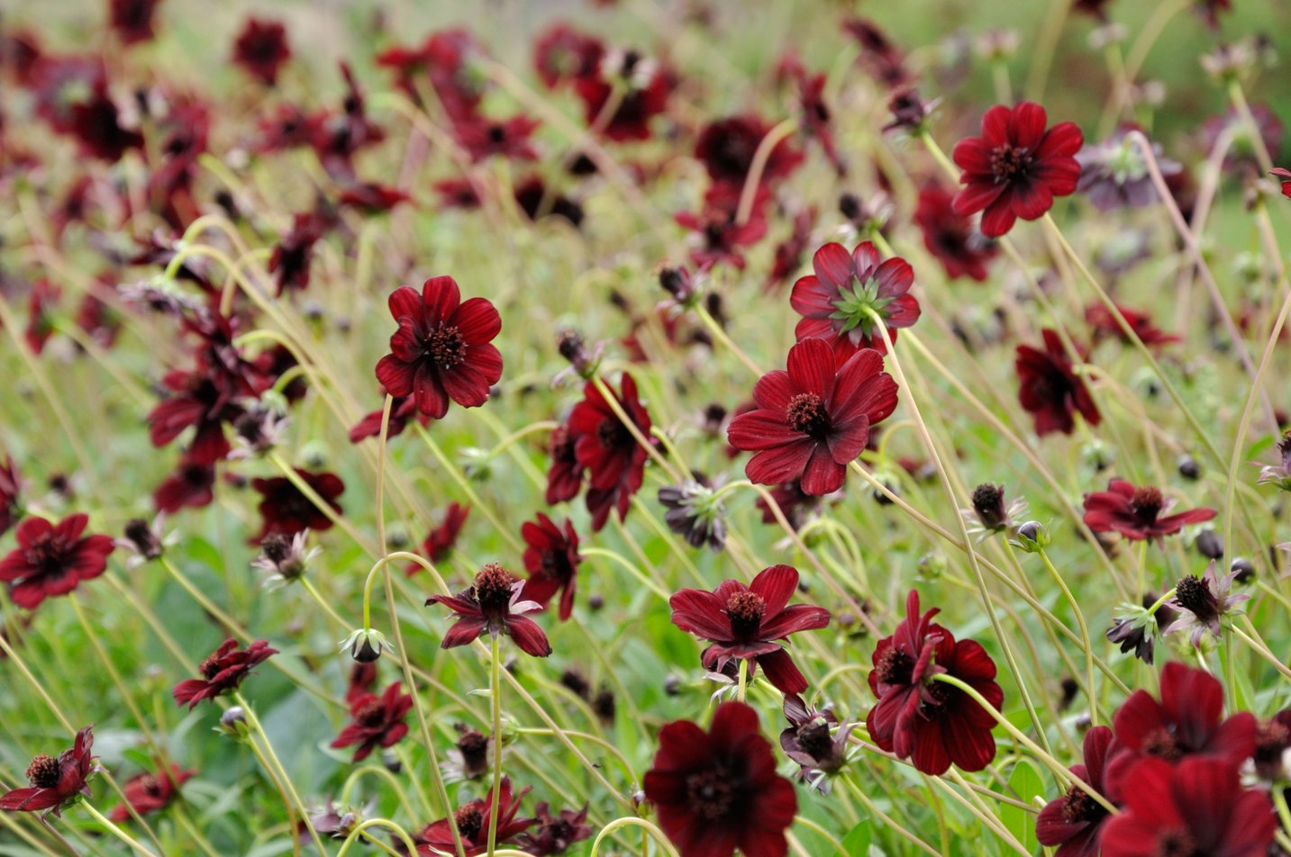 Cosmos New Choco (3 plugs)