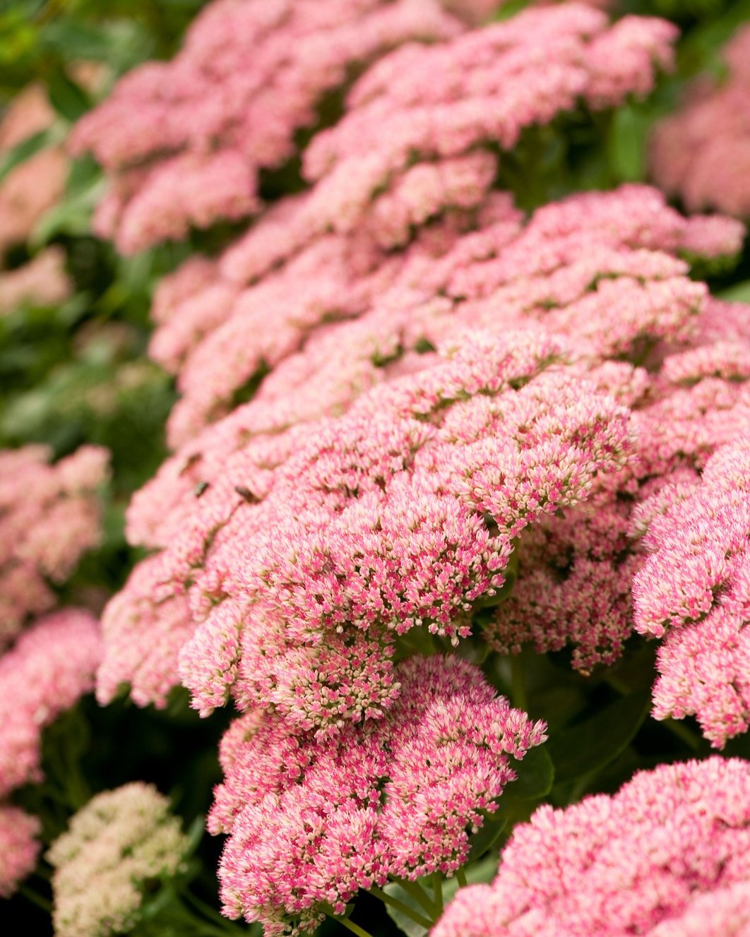 Sedum Autumn Fire (3 plugs)