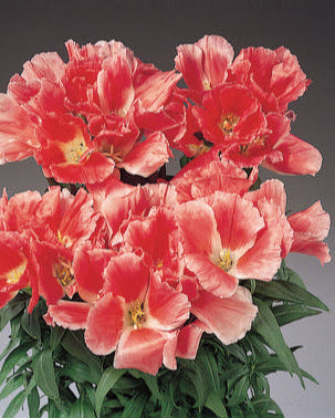 Godetia Grace Salmon (8 plugs)