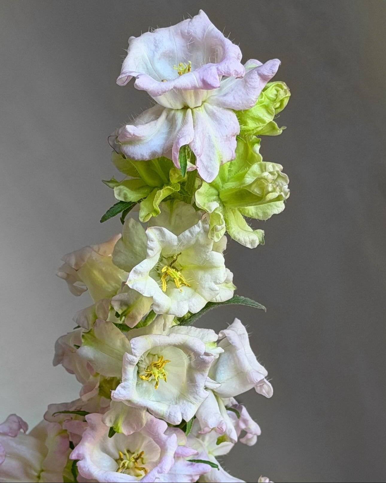 Campanula Evergreen (3 plugs)