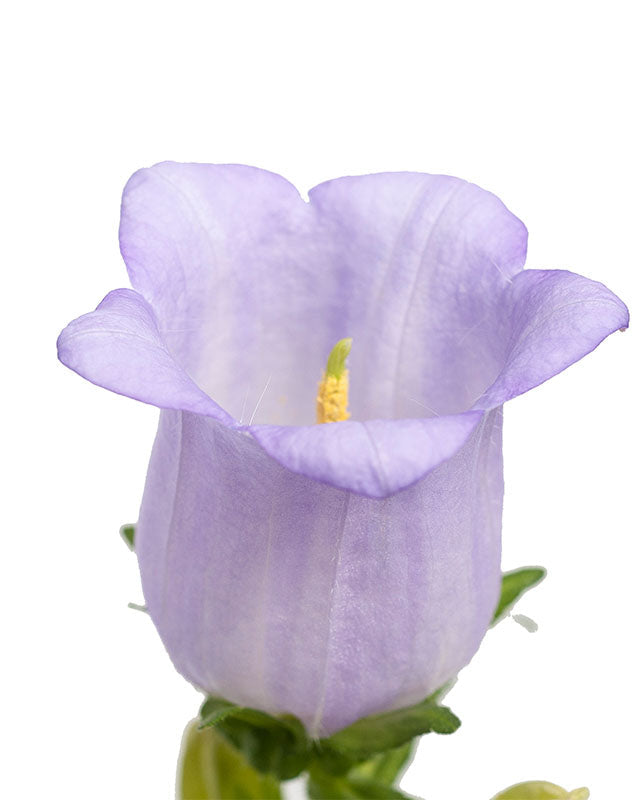 Campanula Champion Lavender (8 plugs)
