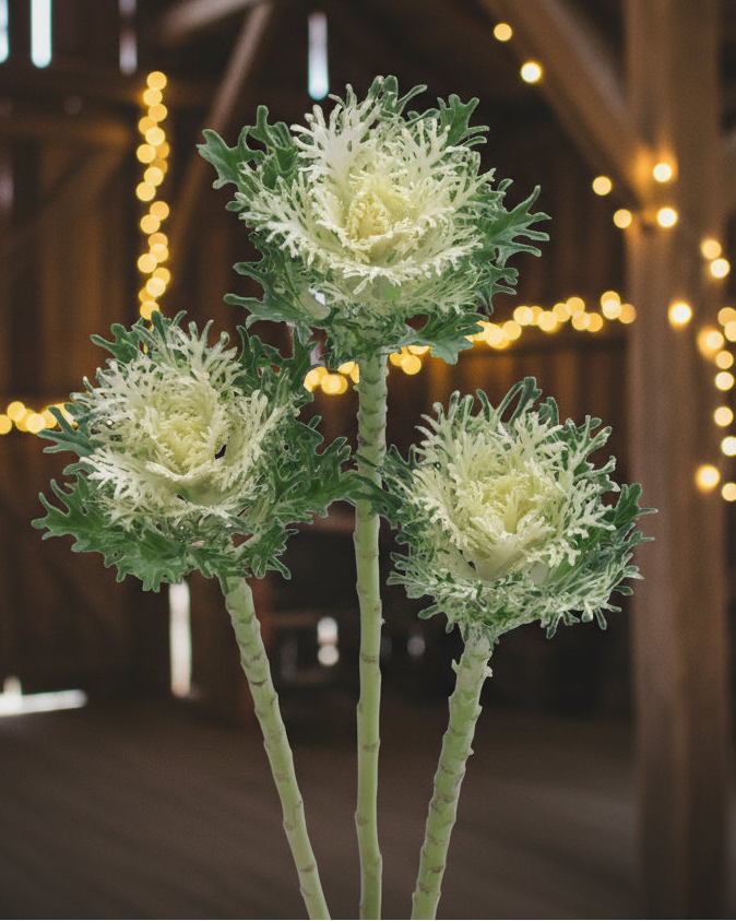 Ornamental Kale Feather King White (8 plugs)