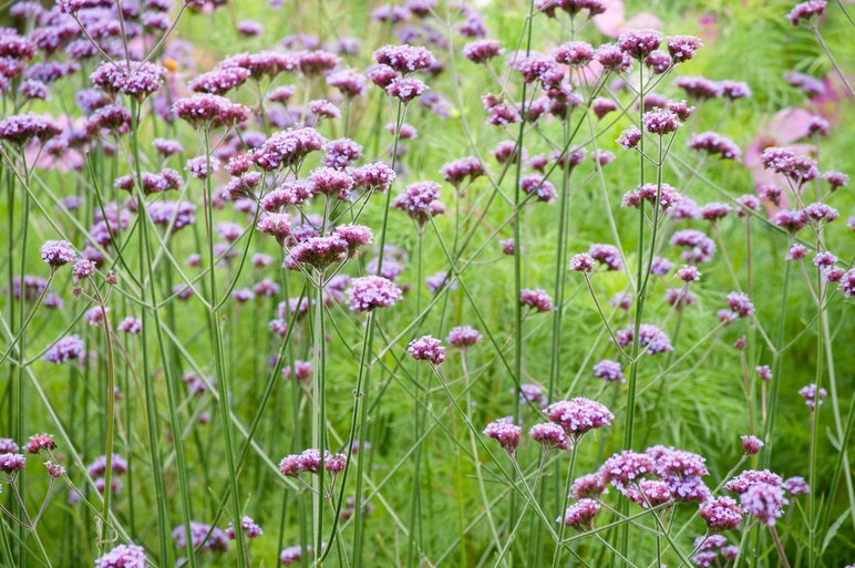 Verbena bonairiensis Finesse (8 plugs)
