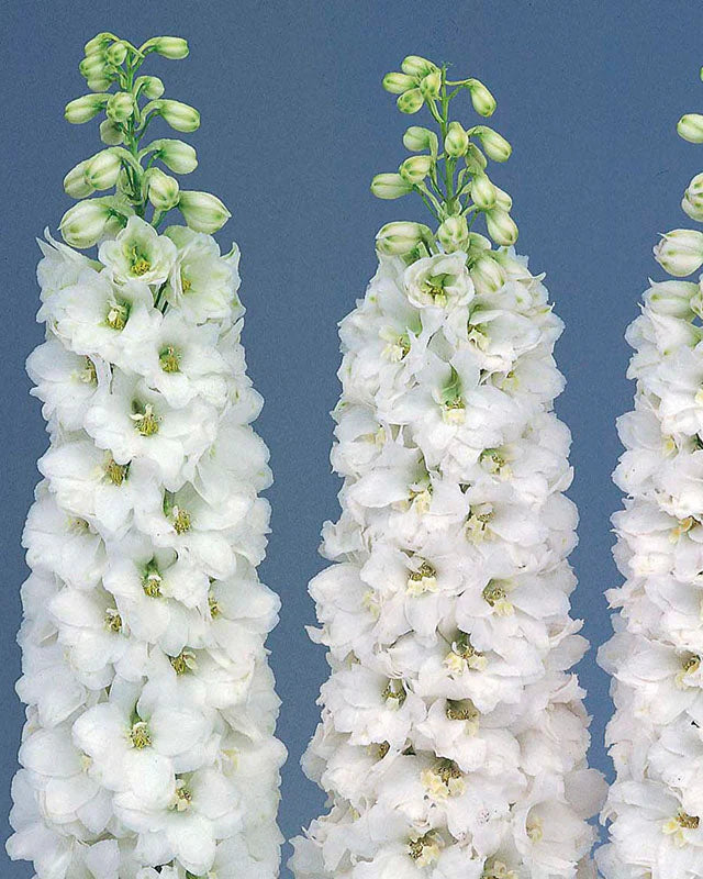 Delphinium Candle White Shades (8 plugs)