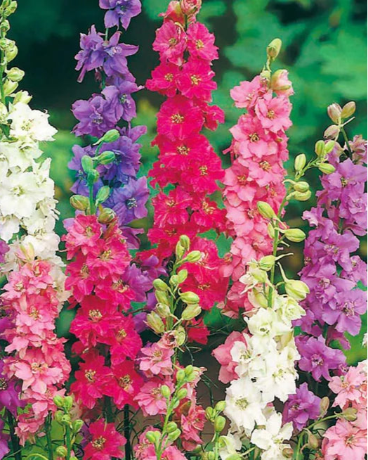 Larkspur QIS Mix (8 plugs) I Garden Club Plants