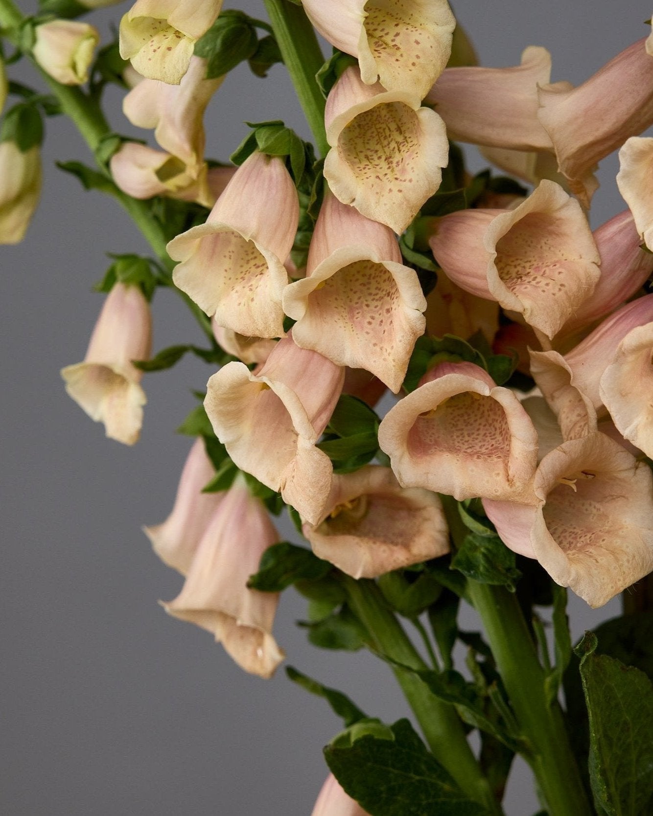 Digitalis Dalmatian Peach (8 plugs)