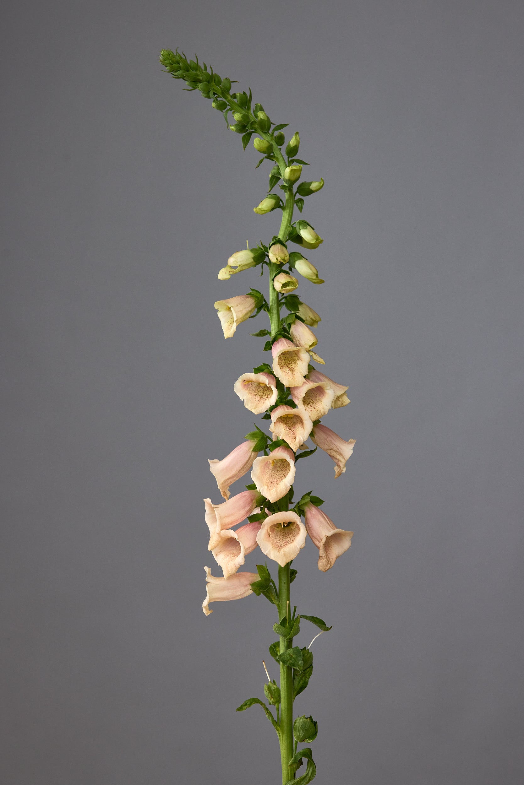 Digitalis Dalmatian Peach (8 plugs)
