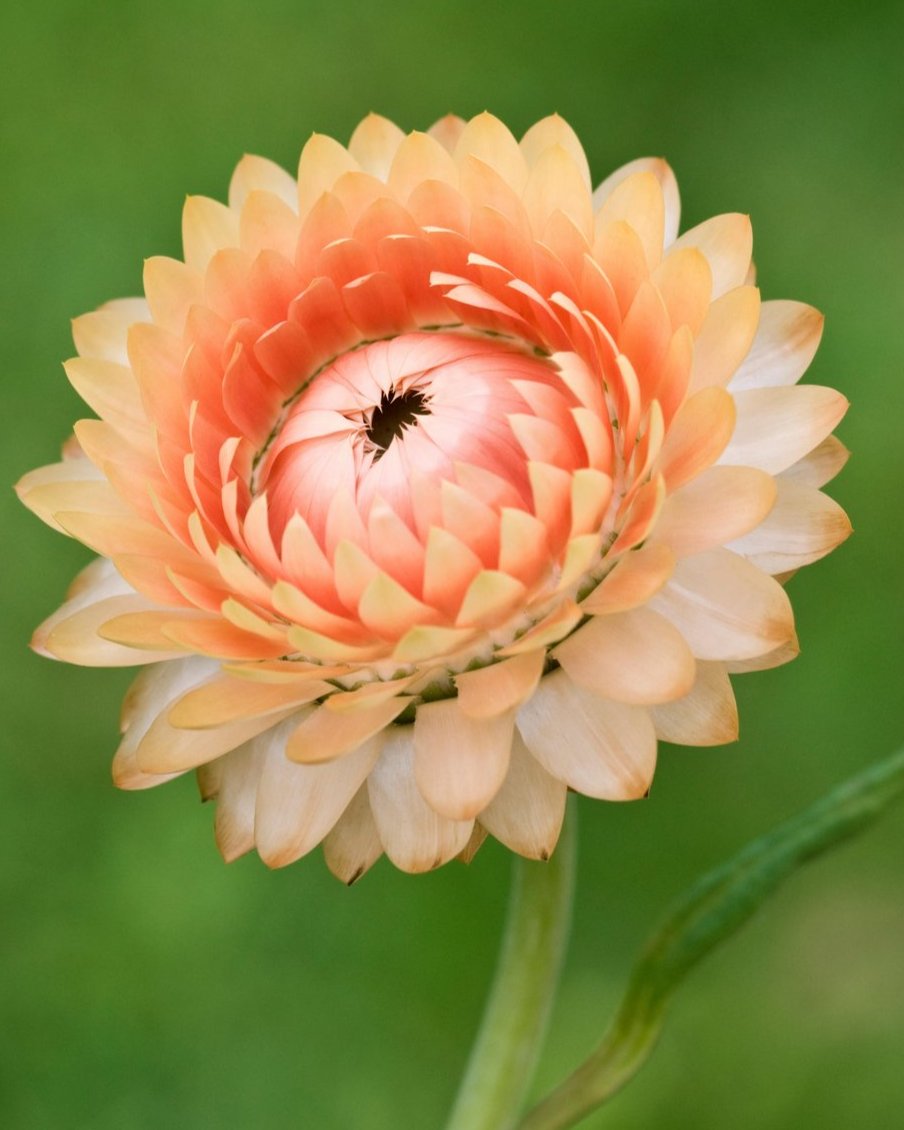 Helichrysum King Mix (8 plugs)