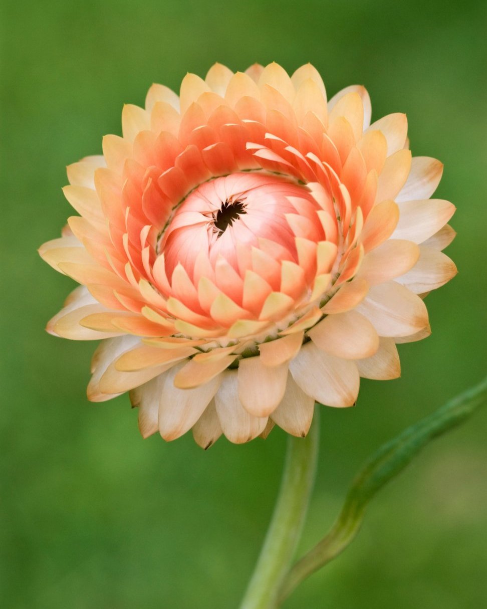 Helichrysum King Salmon (8 plugs)