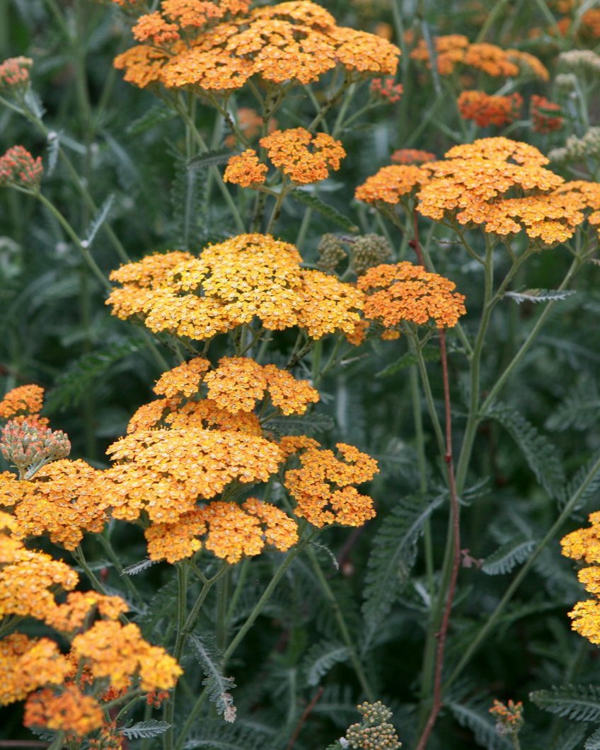Achillea Terracotta (3 plugs)