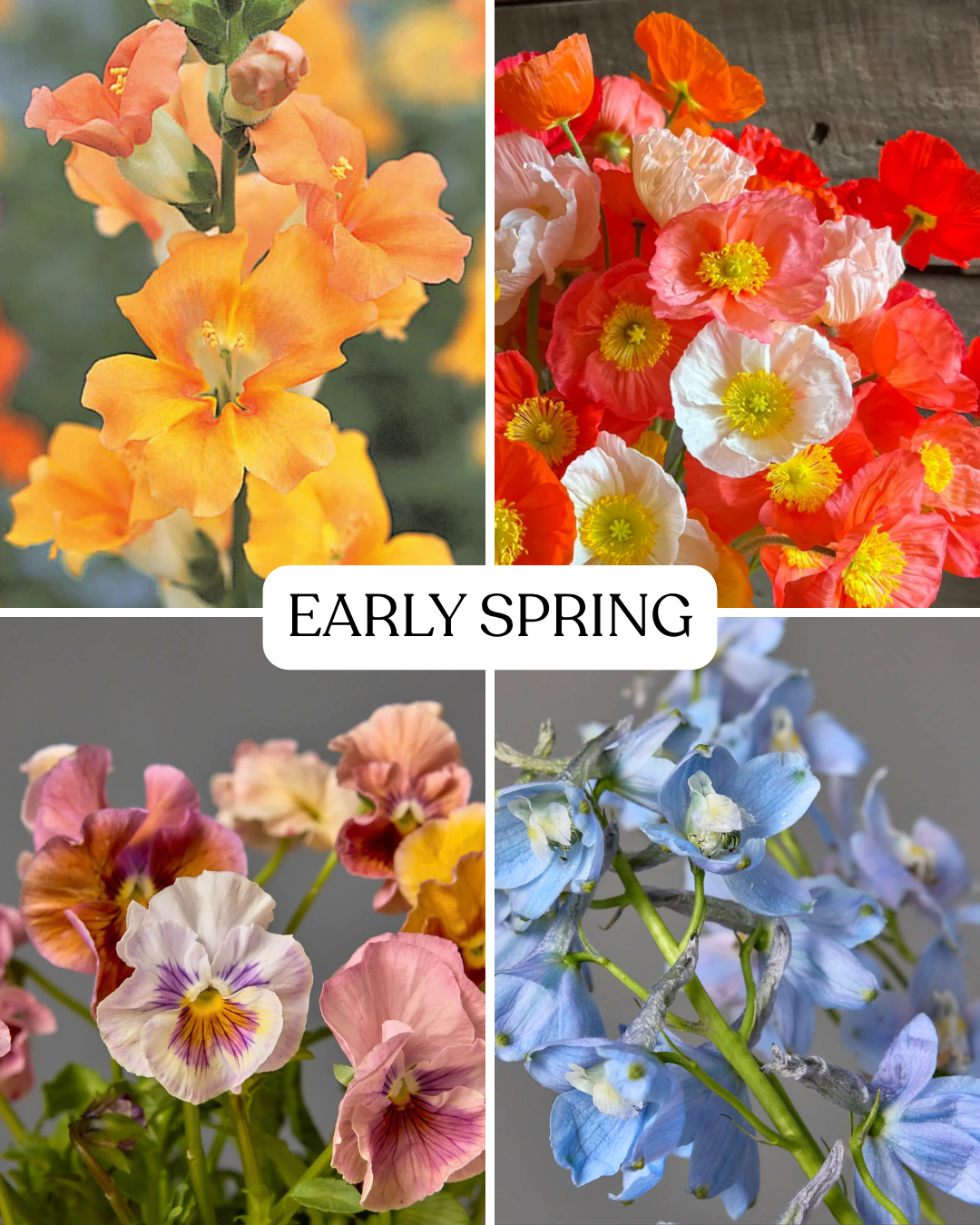 Seasonal Subscription- Saturated Shades