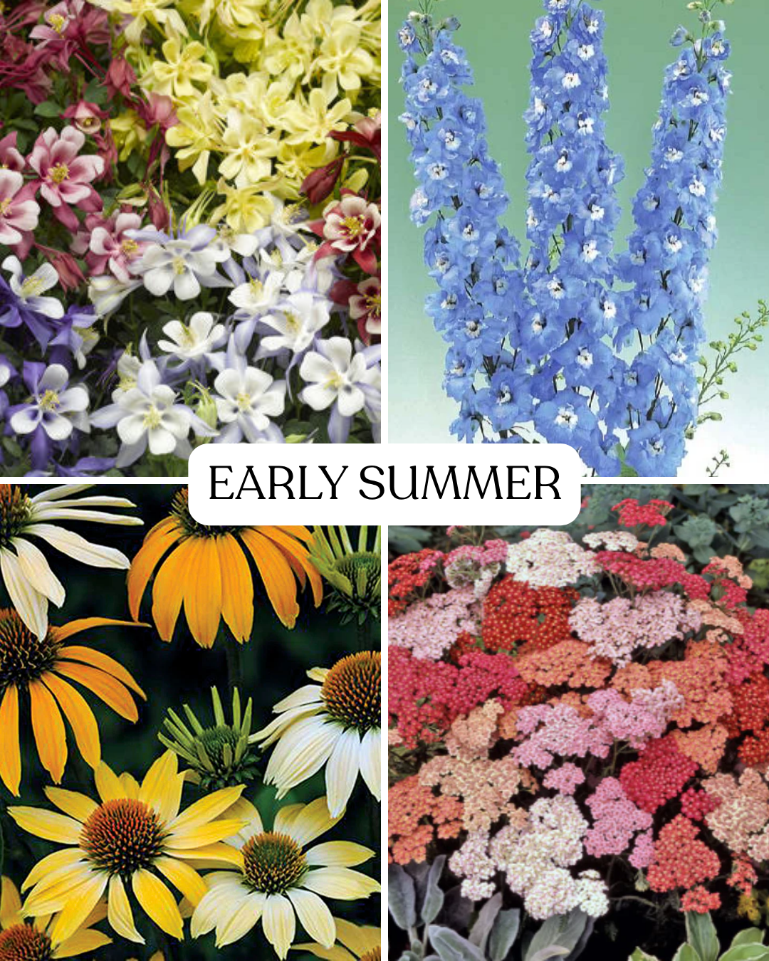 Seasonal Subscription- Saturated Shades