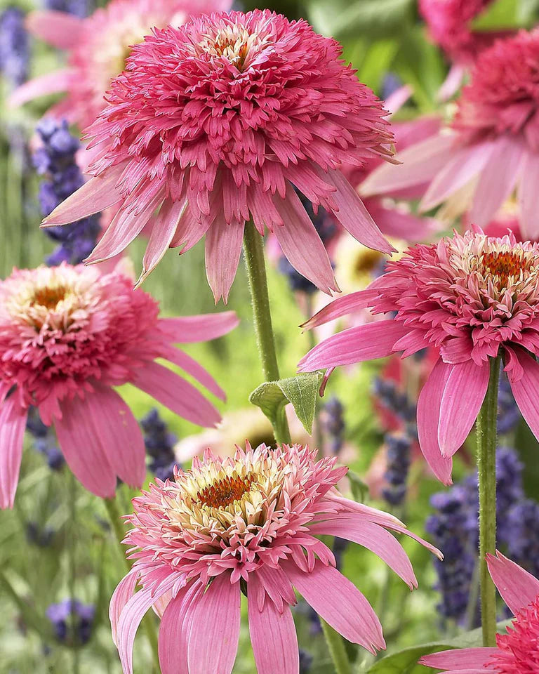 Echinacea Conefections Pink Double Delight (3 plugs)