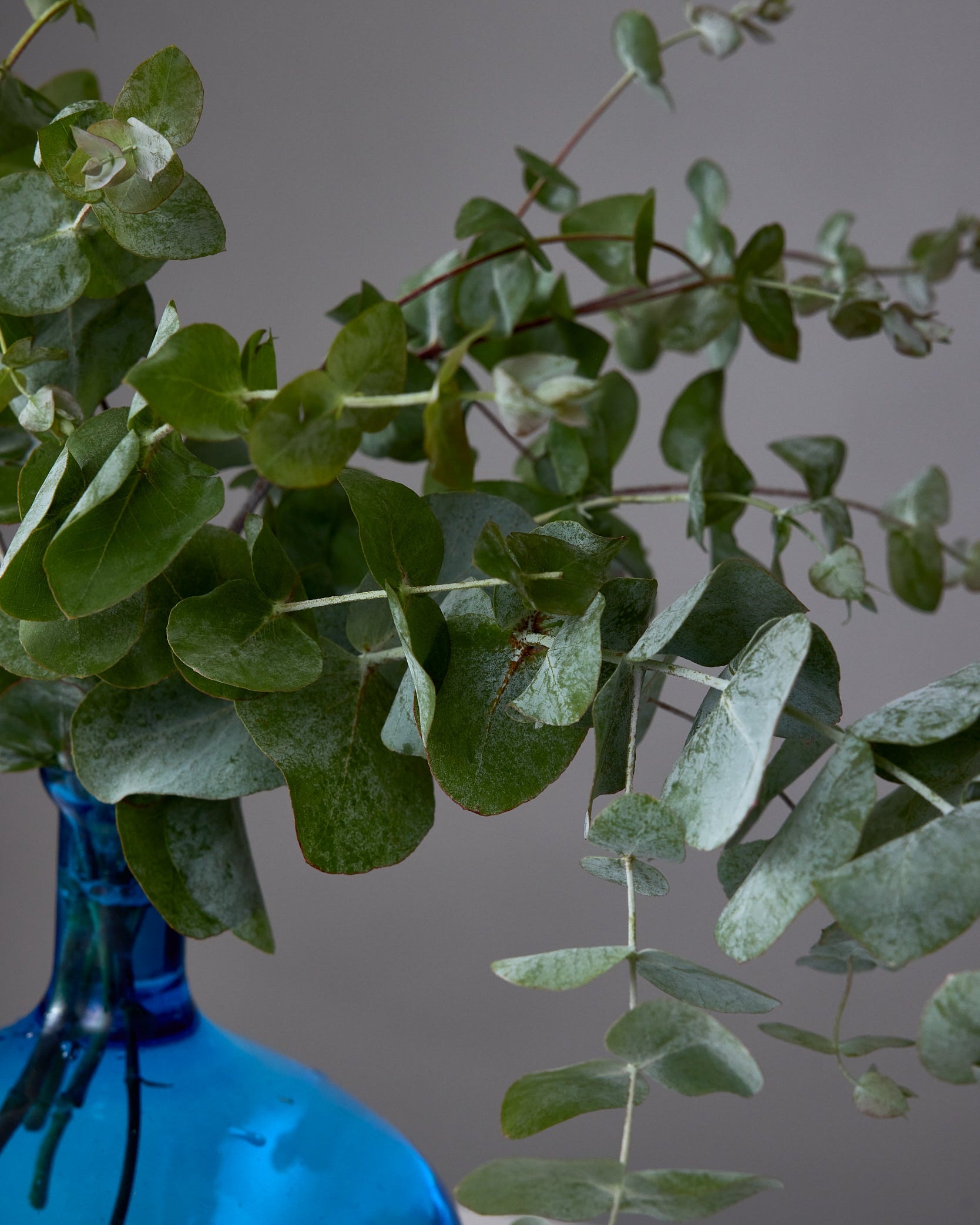 Eucalyptus Silver Dollar (8 plugs)