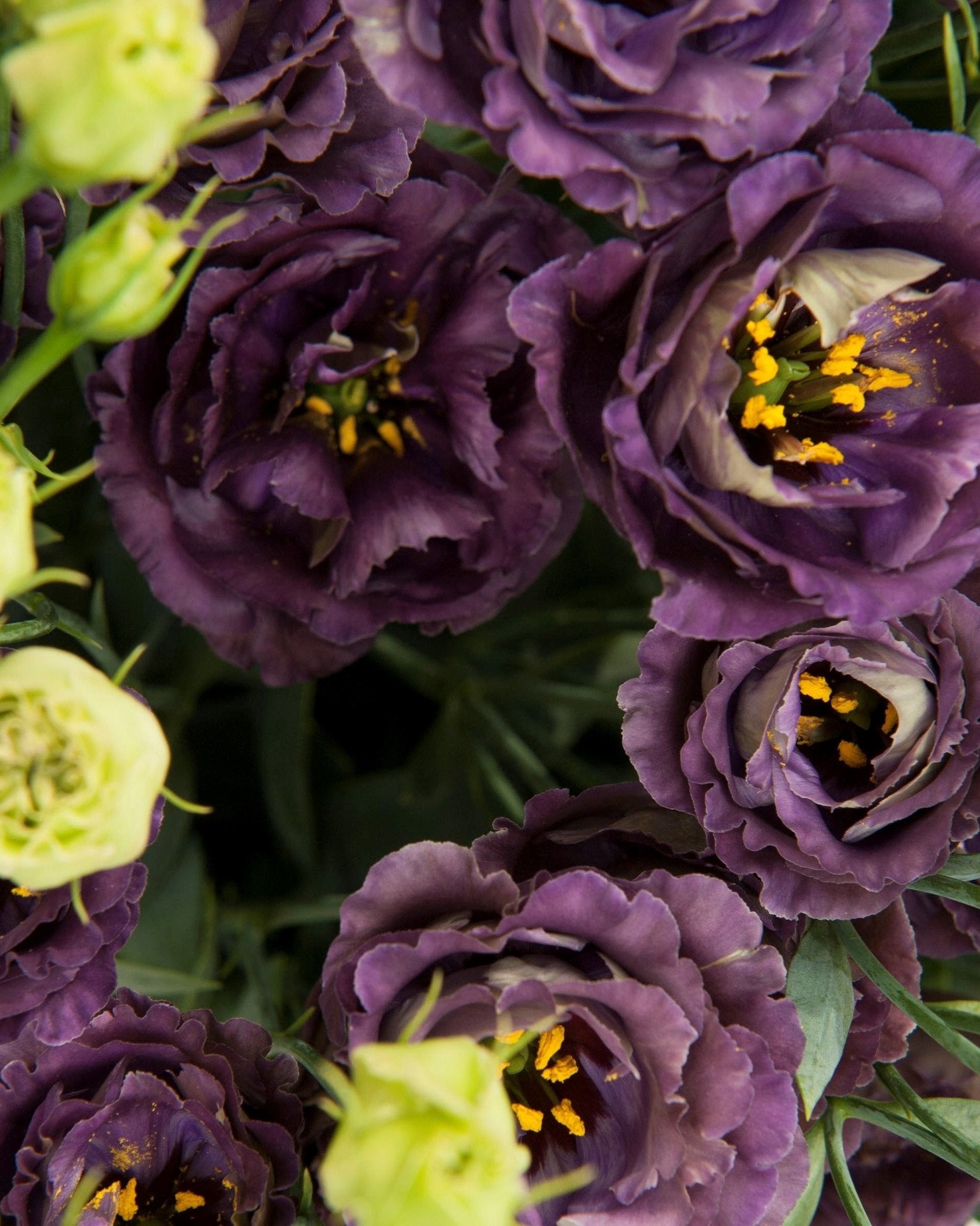 Lisianthus Rosanne 1 Black Pearl (8 plugs)
