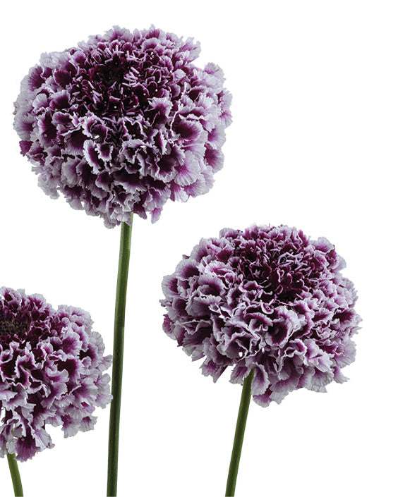Scabiosa Scoop (3 plugs)