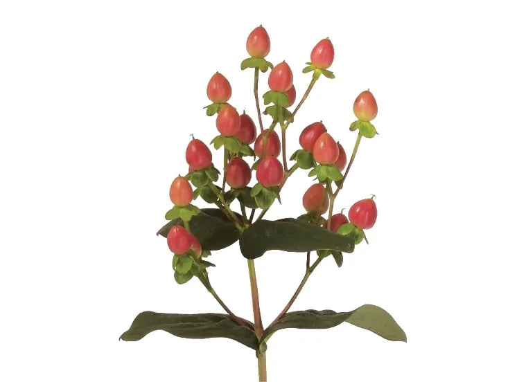 Hypericum (3 plugs)
