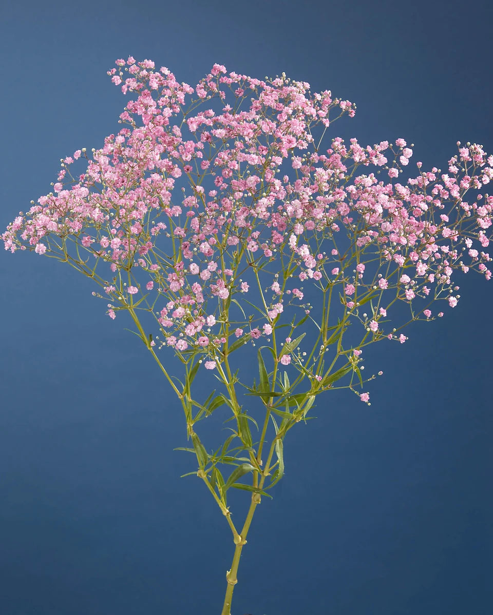 Gypsophila My Pink (3 plugs)