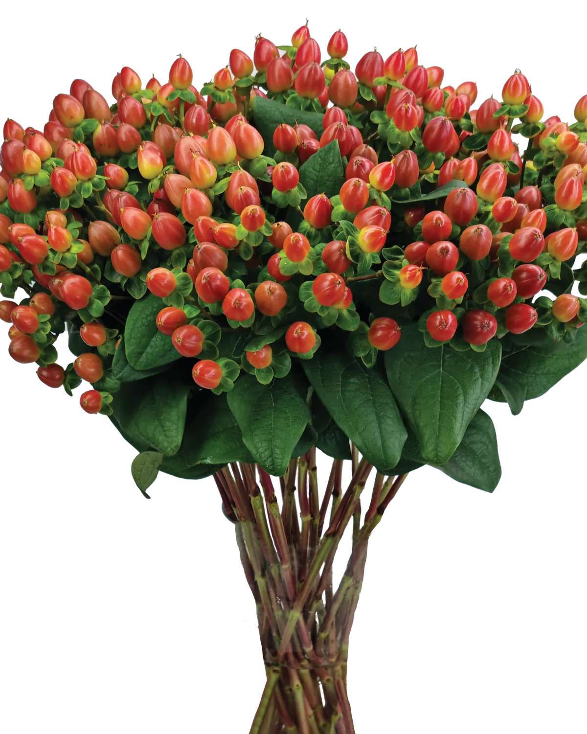Hypericum (3 plugs)