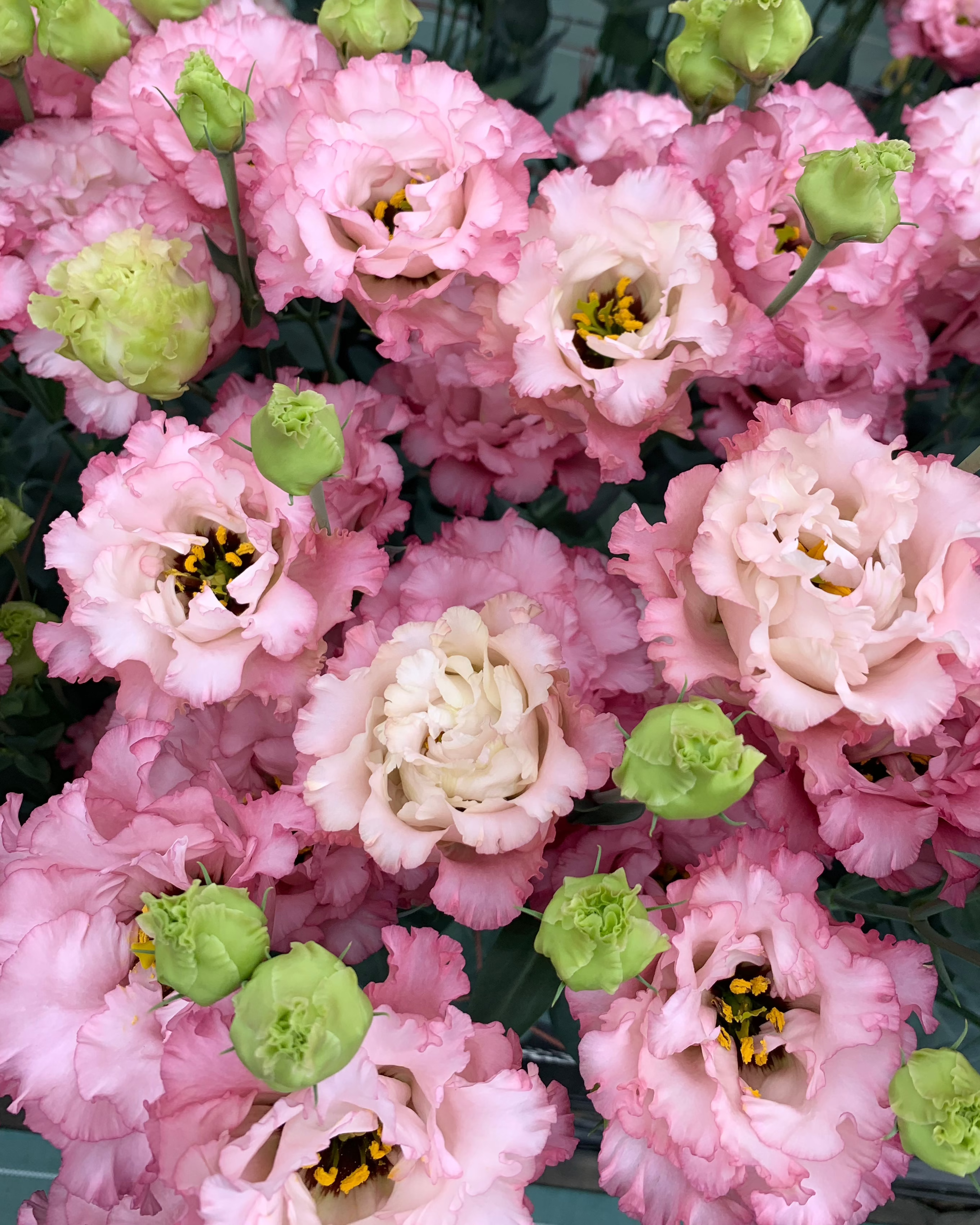 Lisianthus Celeb 2 Madonna (8 plugs)