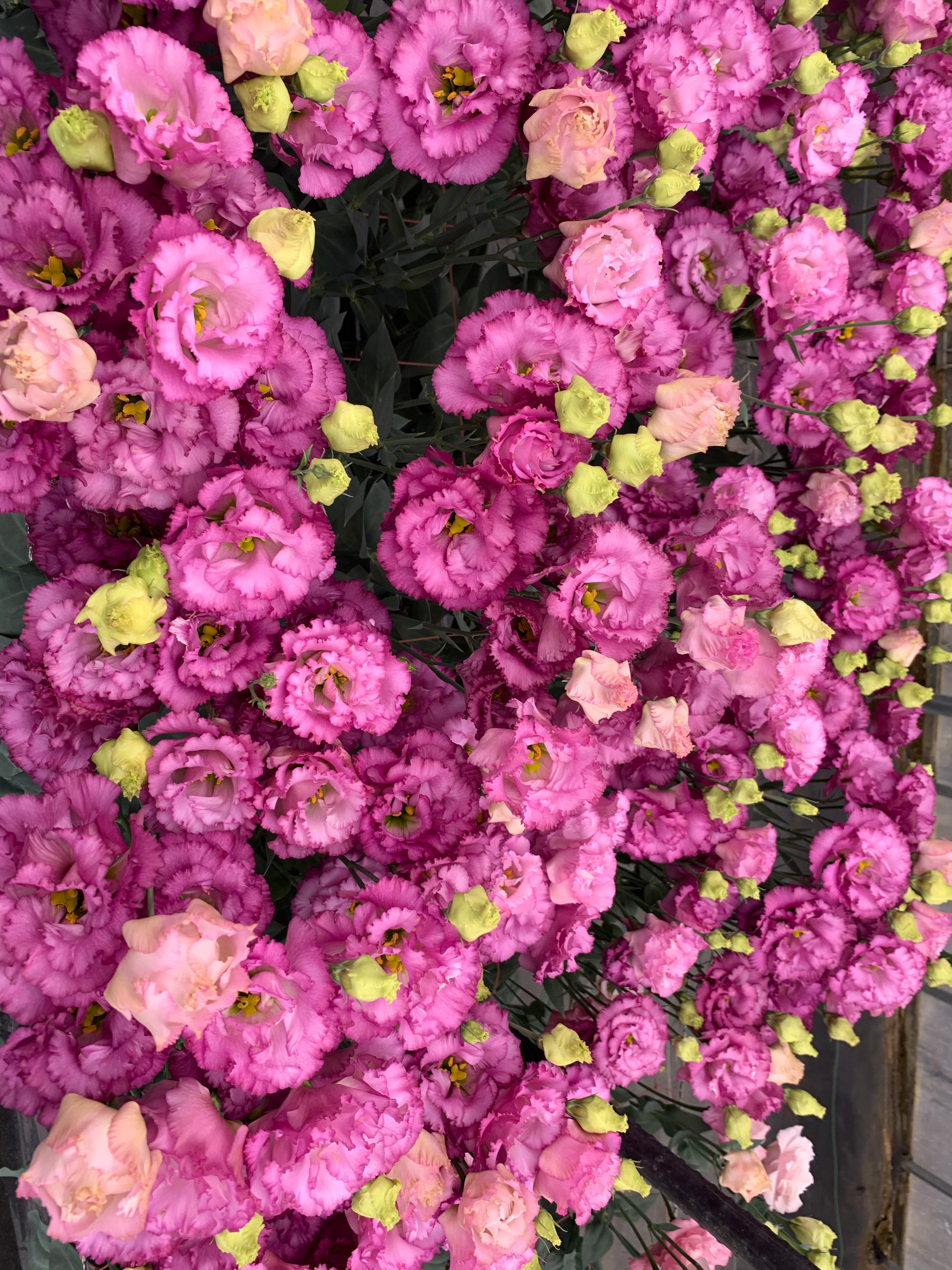 Lisianthus Celeb 2 Wine (8 plugs)