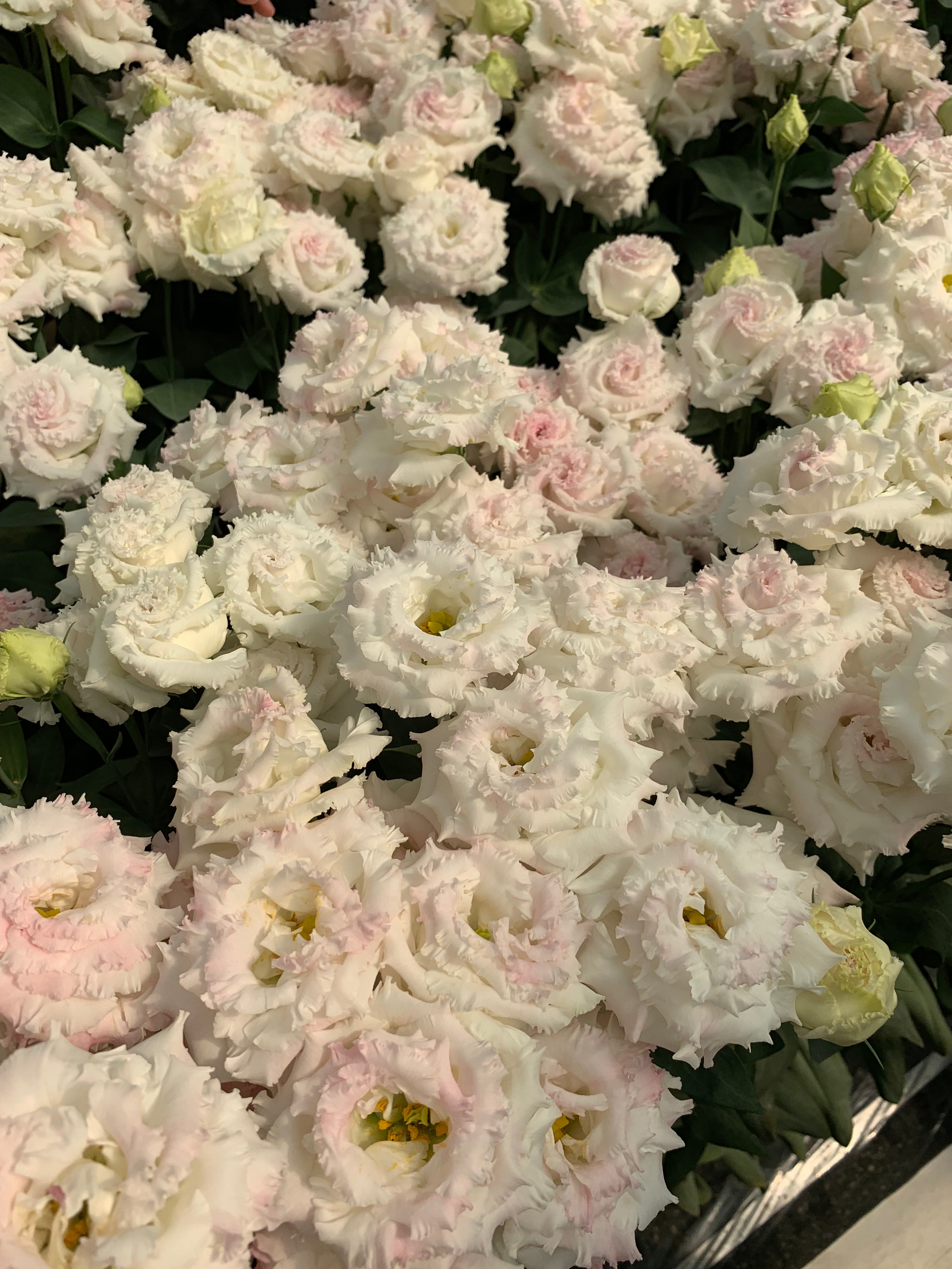 Lisianthus Voyage 2 First Love (8 plugs)