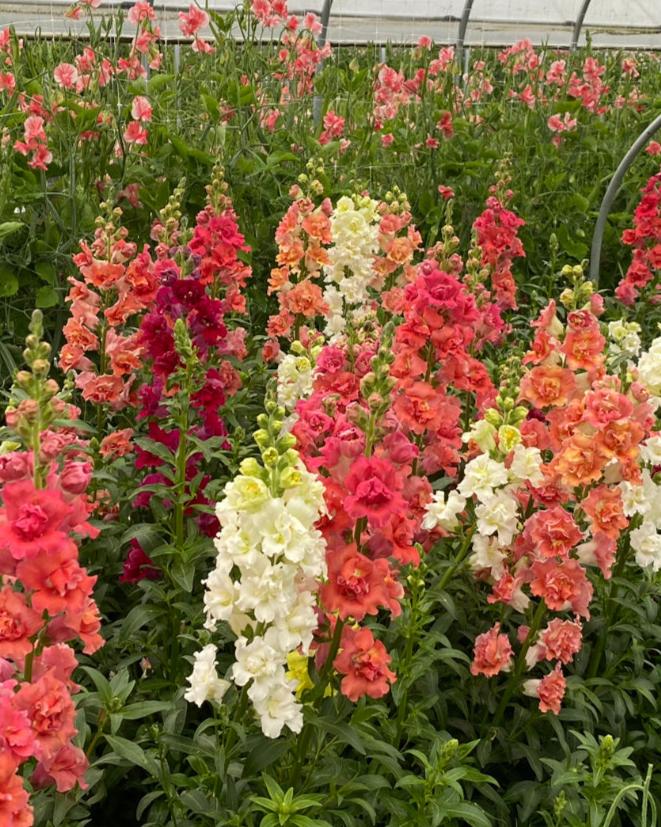 Snapdragon Madame Butterfly (8 plugs)