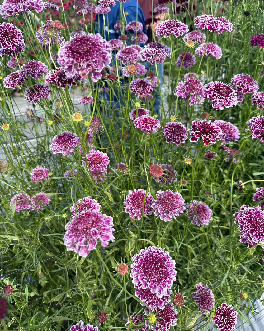 scabiosa plant Scabiosa Focal Scoop Purple Lace Plug Plants (3 pack)