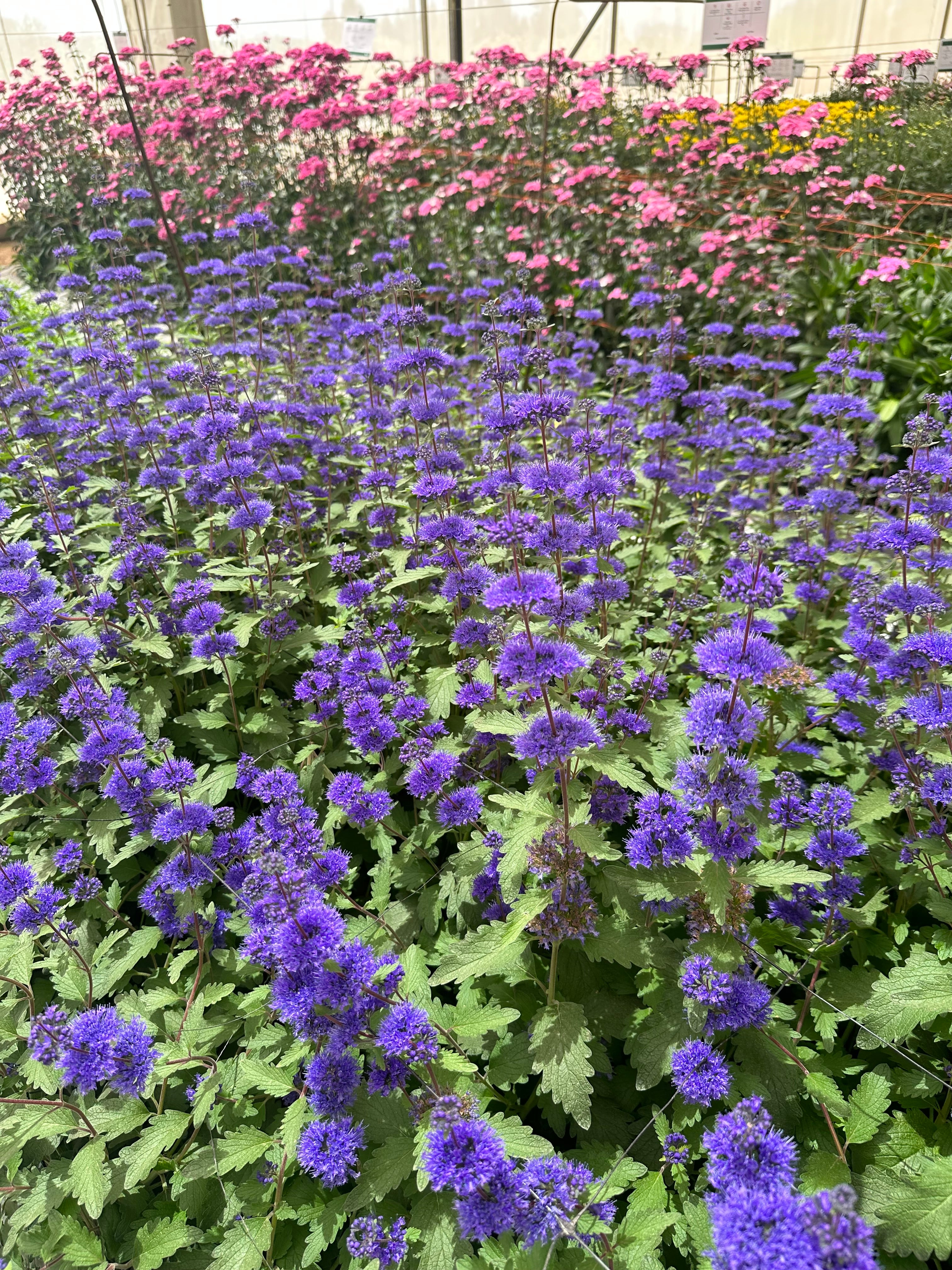 Caryopteris Pagoda Lagoon (3 plugs)
