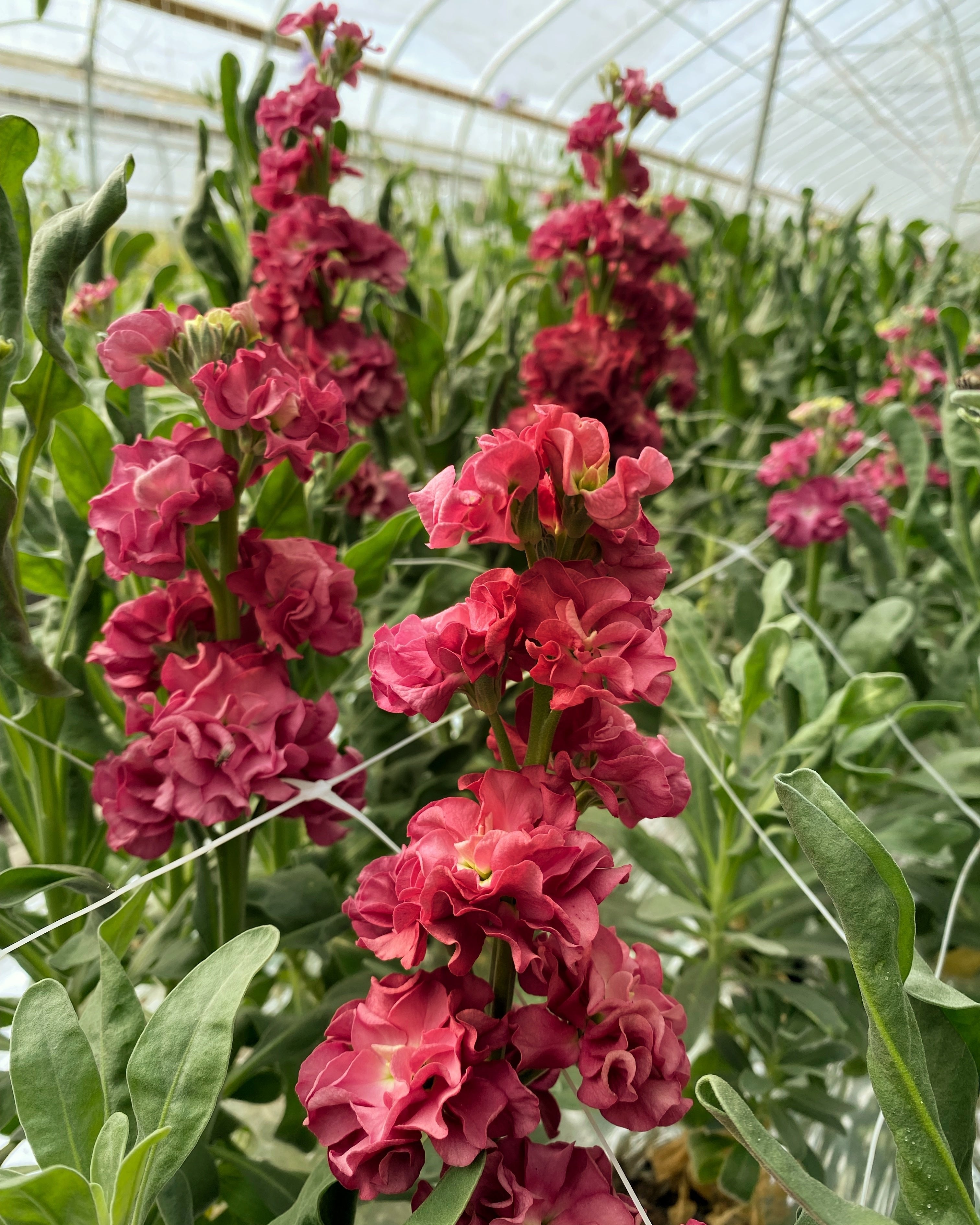 Stock Murakami Vintage Brown (8 plugs)