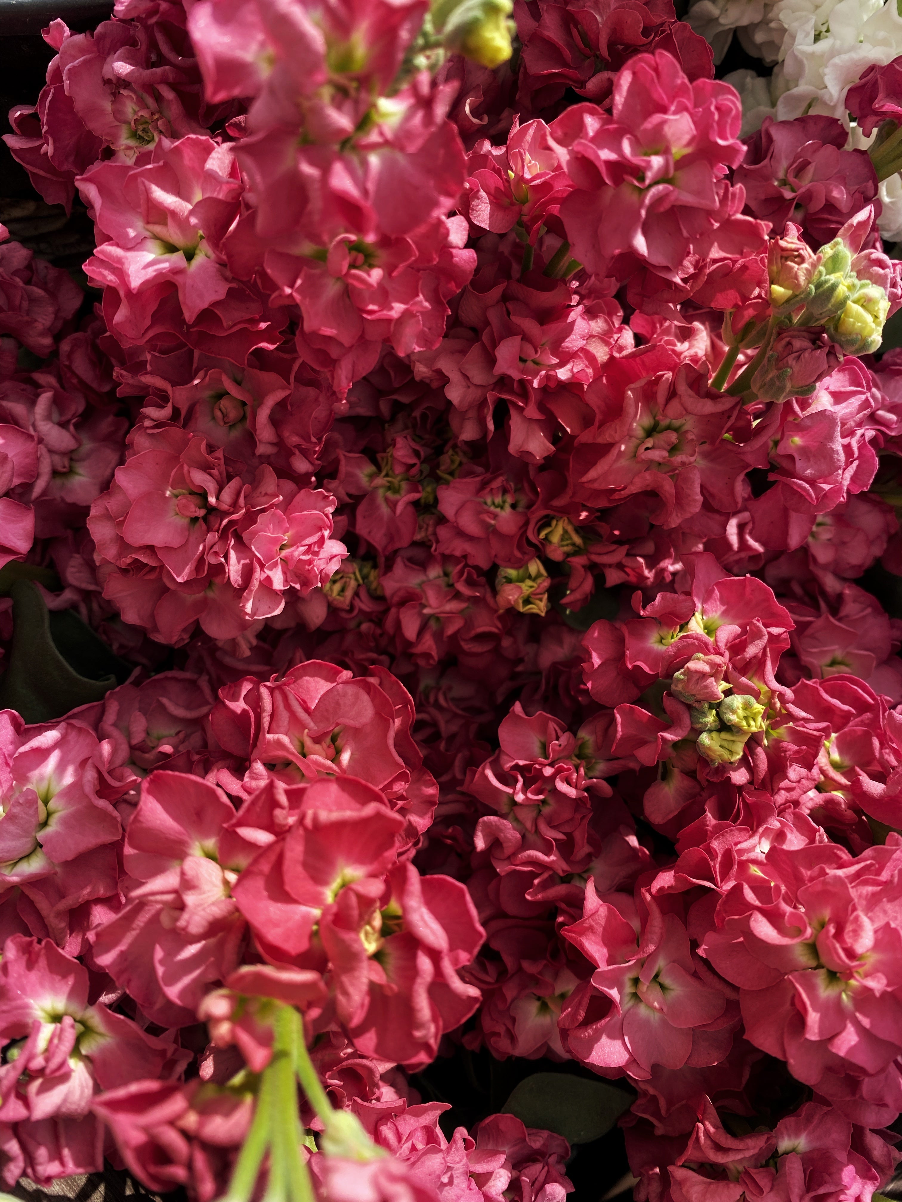 Stock Murakami Vintage Brown (8 plugs)