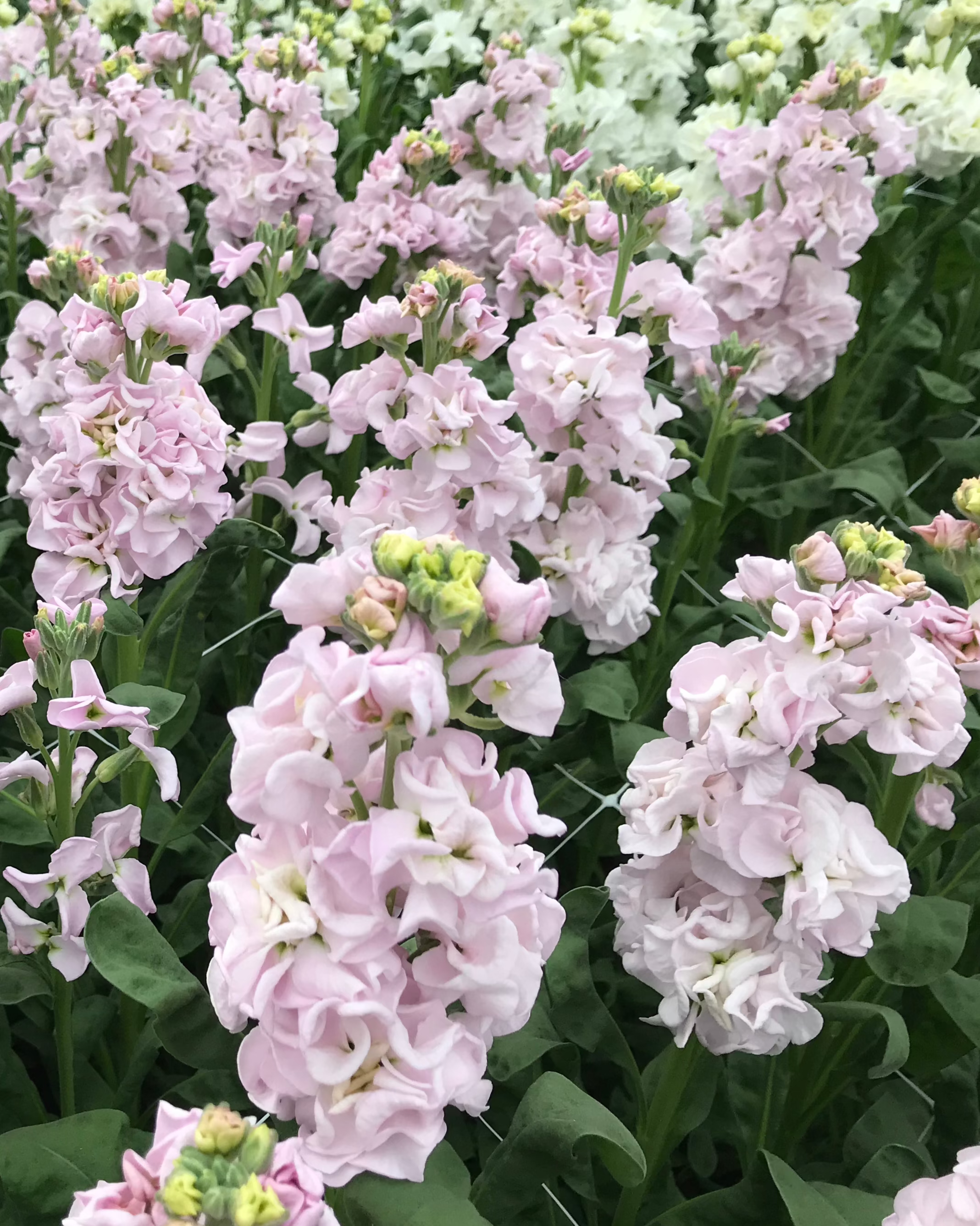 Stock Early Iron Cherry Blossom (8 plugs)