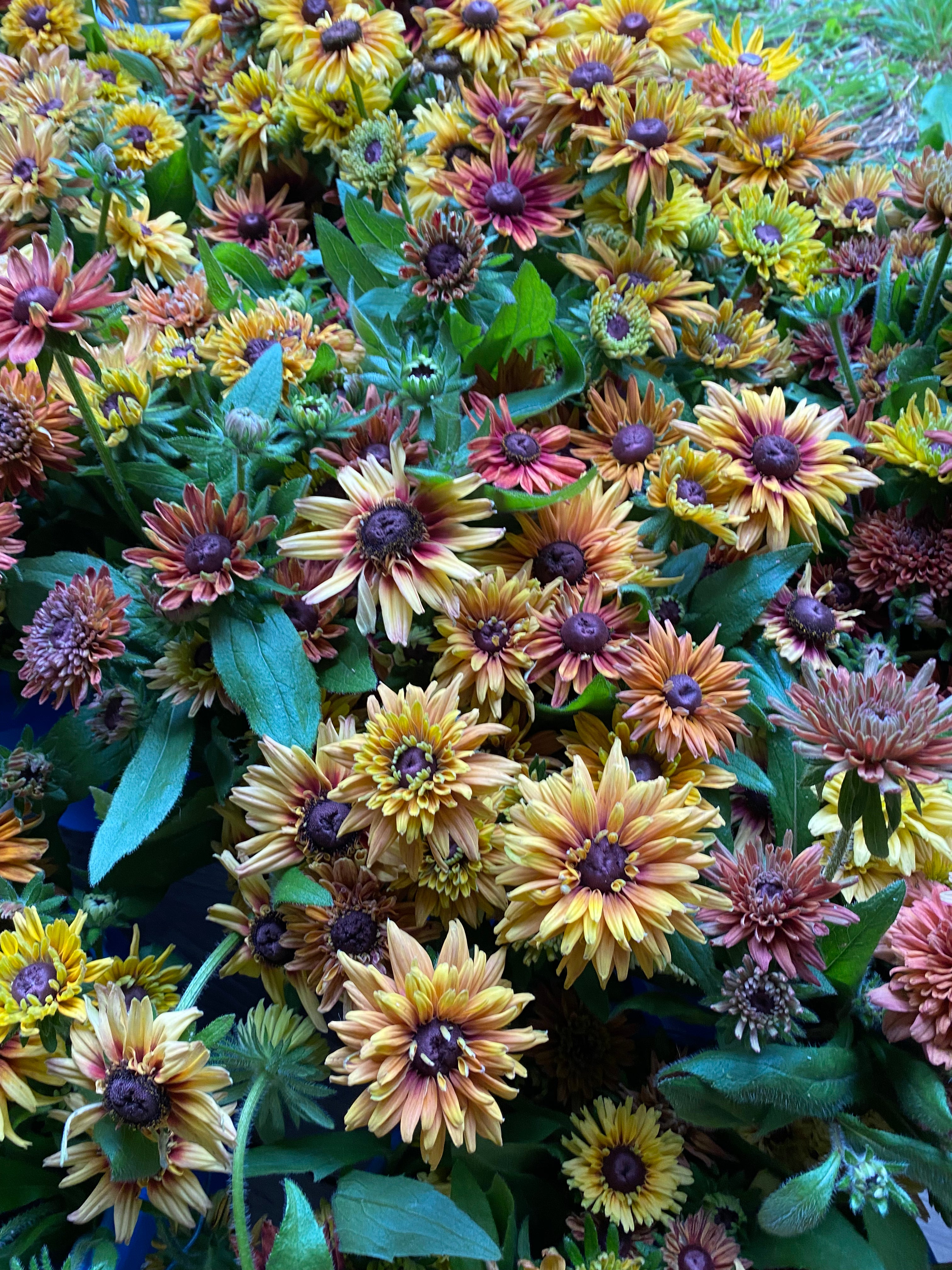 Rudbeckia hirta Sahara (8 plugs)