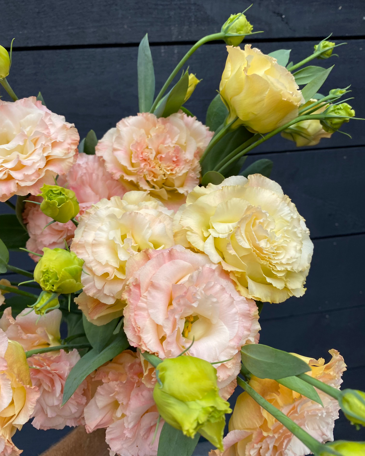 Lisianthus Voyage 2 (8 plugs)