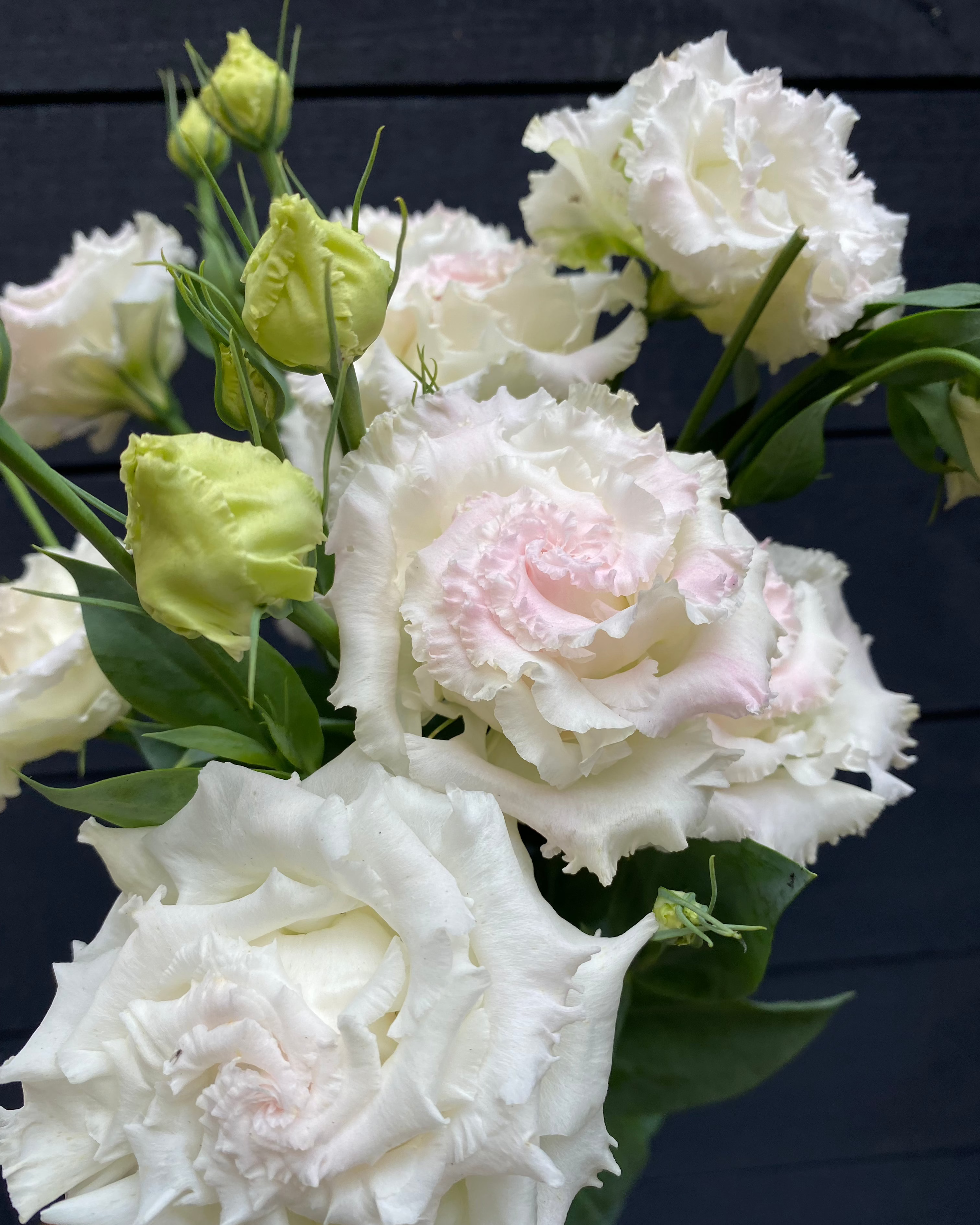 Lisianthus Voyage 2 First Love (8 plugs)