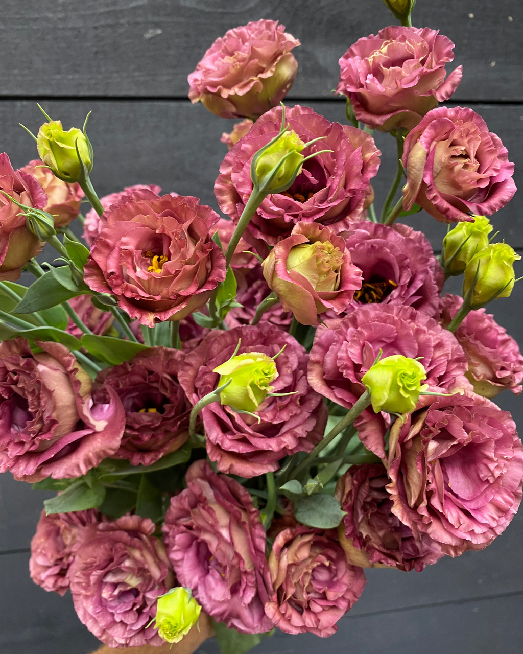 Lisianthus Rosanne 3 Brown (8 plugs) Lisianthus Rosanne 3 Brown (8 plugs)