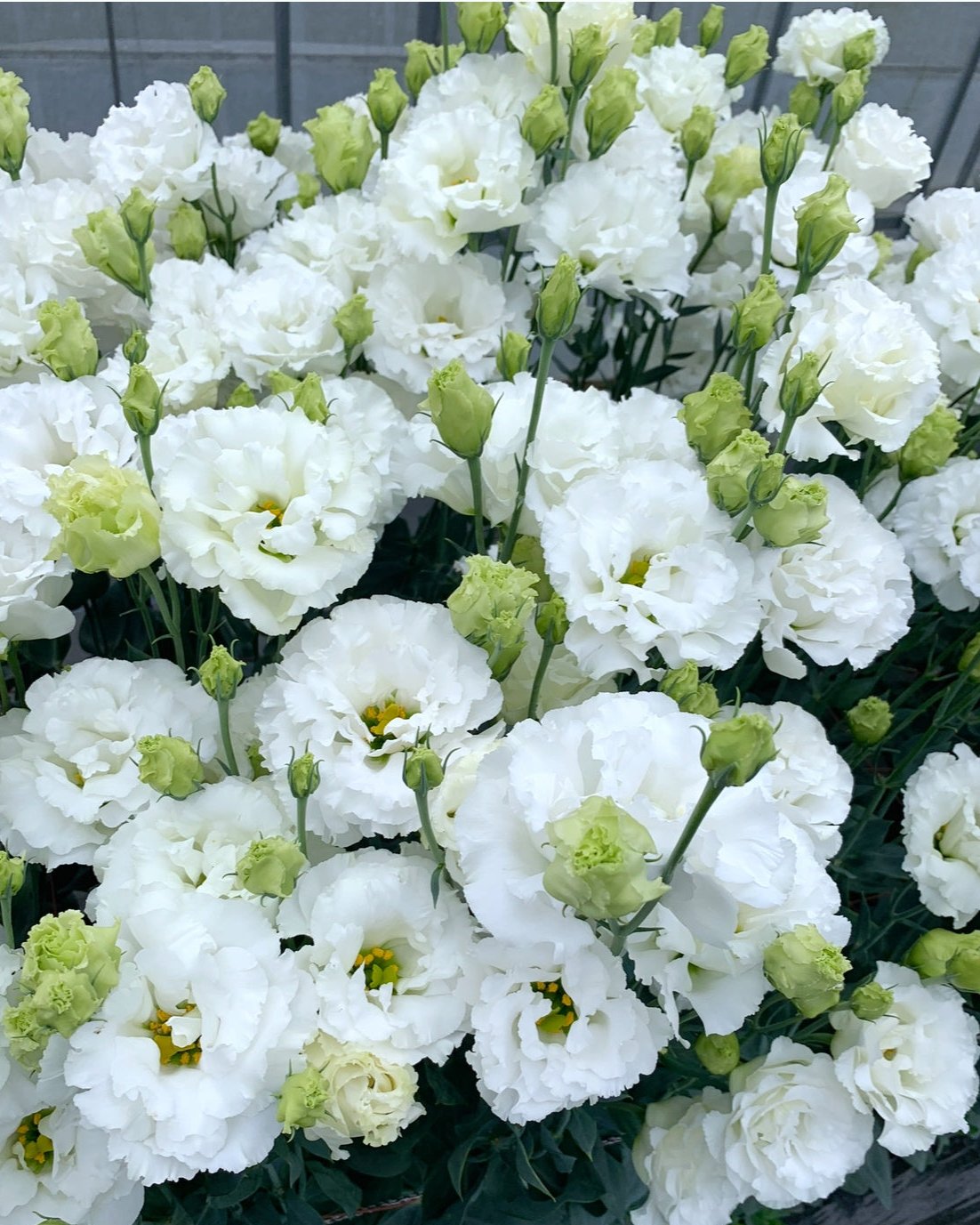 Lisianthus Celeb 2 White (8 plugs)