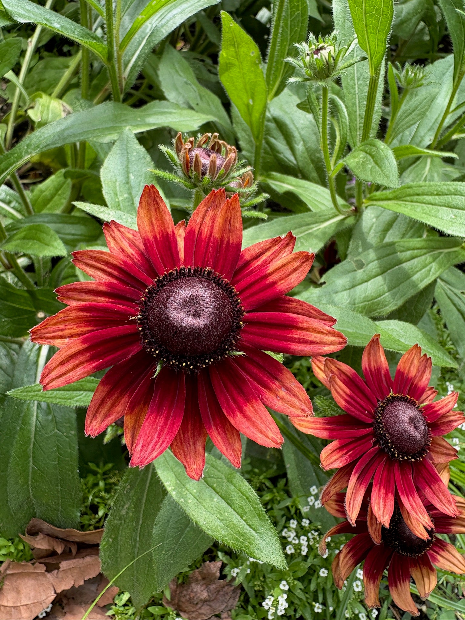 Rudbeckia hirta Cherry Brandy