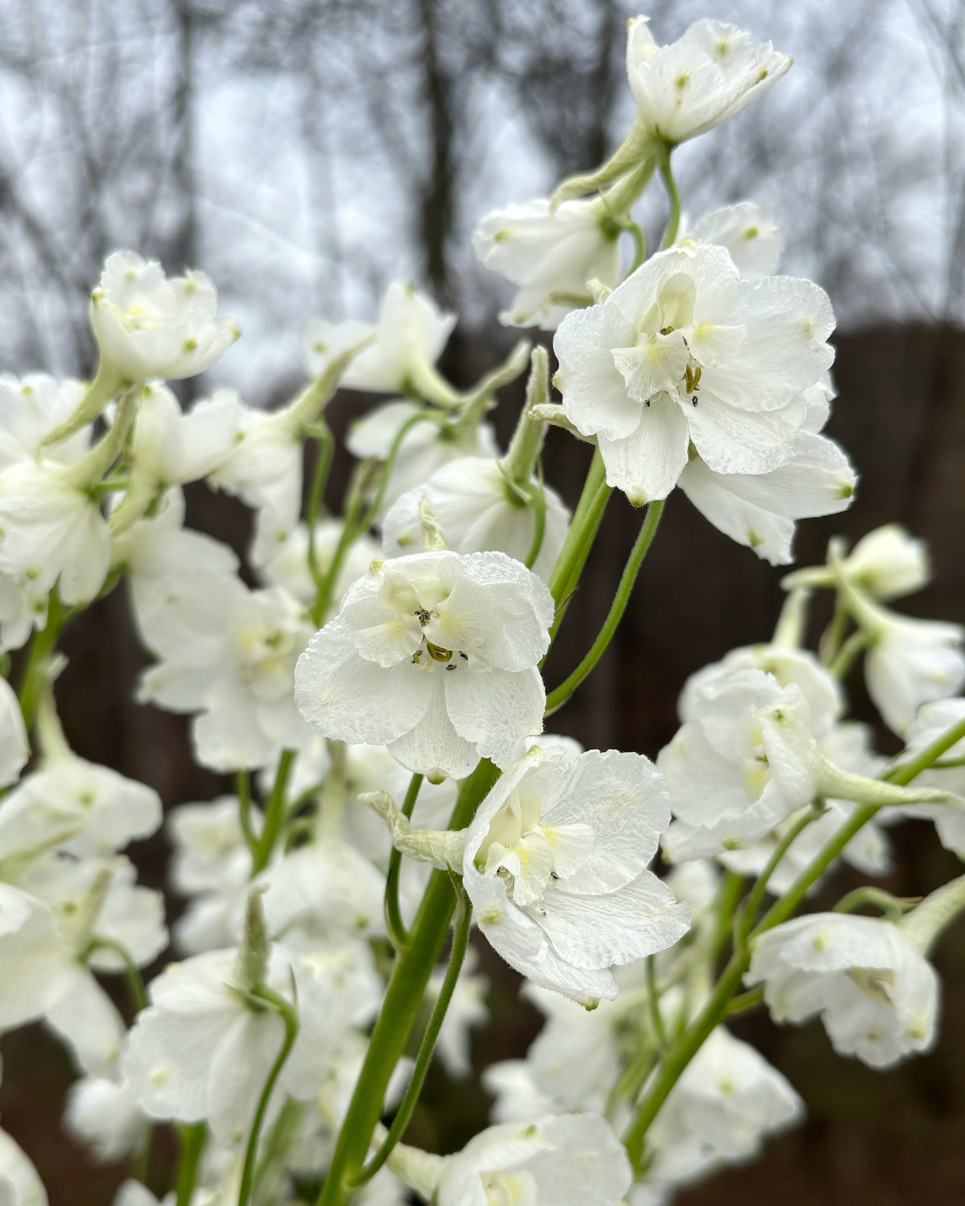 Delphinium belladonna Casablanca (8 plugs)