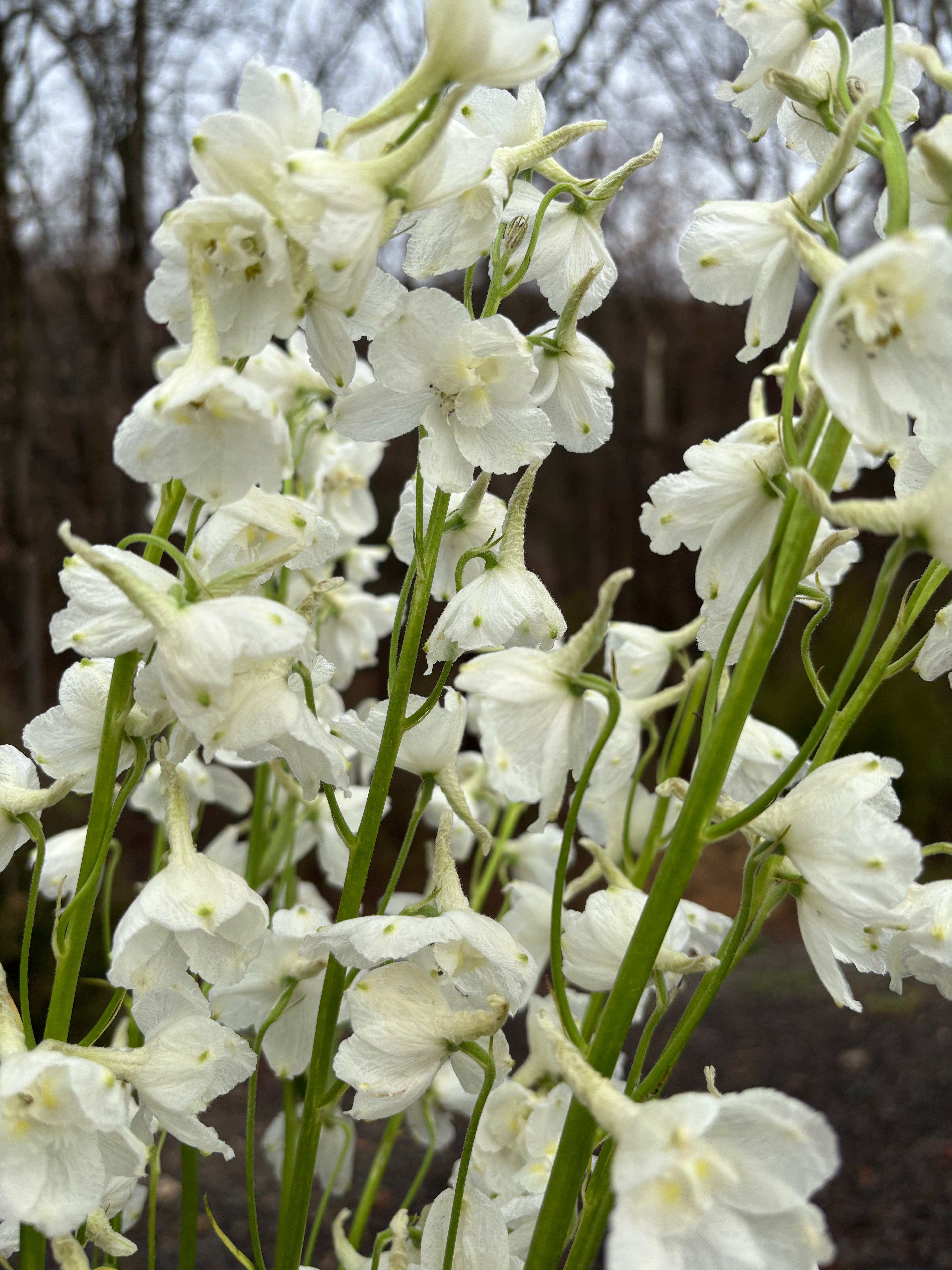 Delphinium belladonna Casablanca (8 plugs)