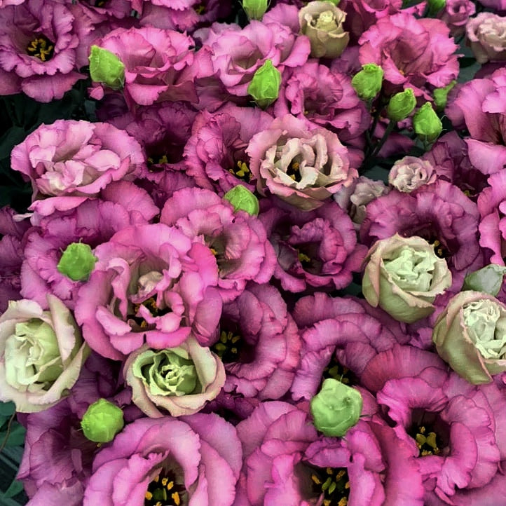 Lisianthus Celeb 2 Deep Wine (8 plugs)