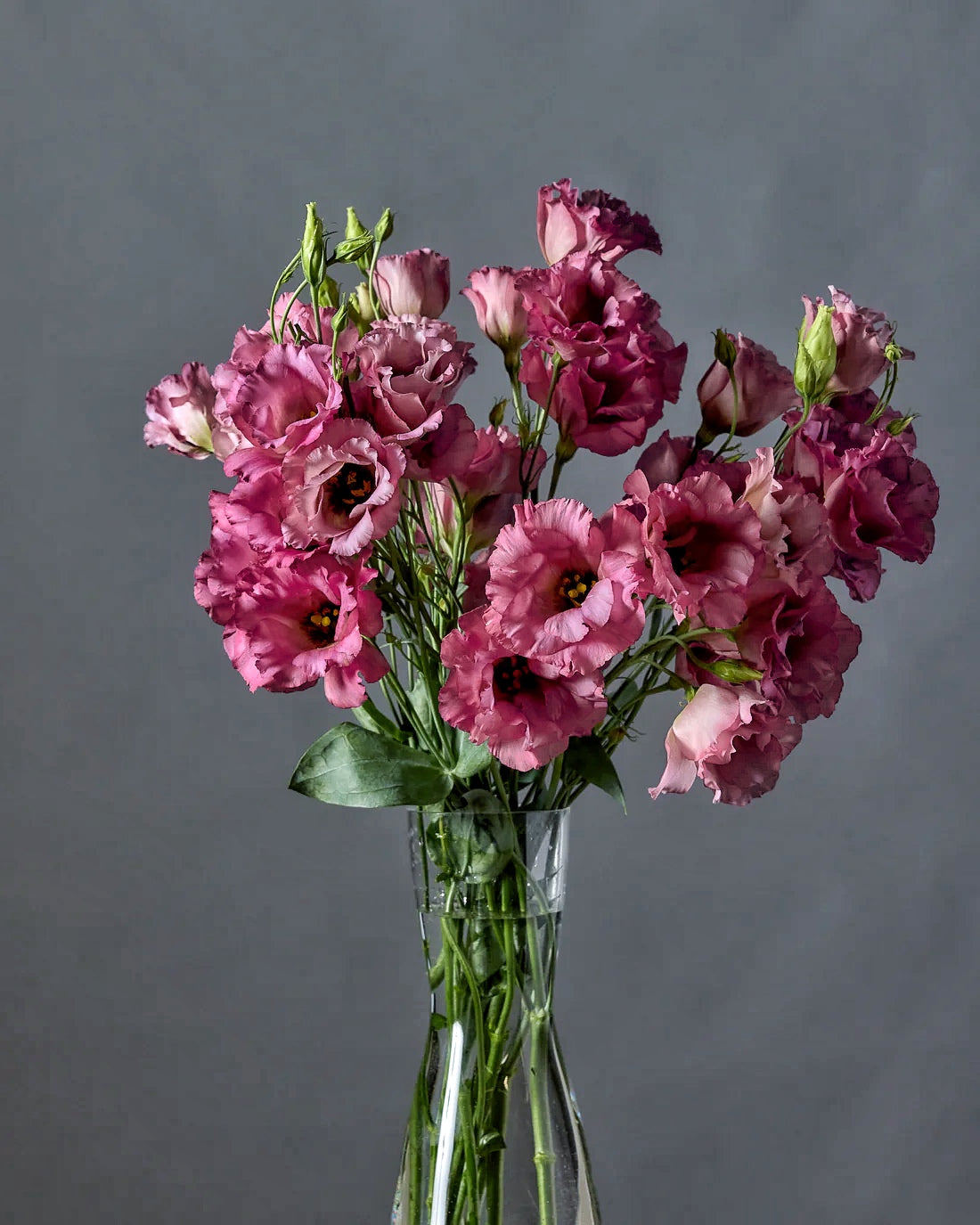 Lisianthus Celeb 2 Deep Wine (8 plugs)