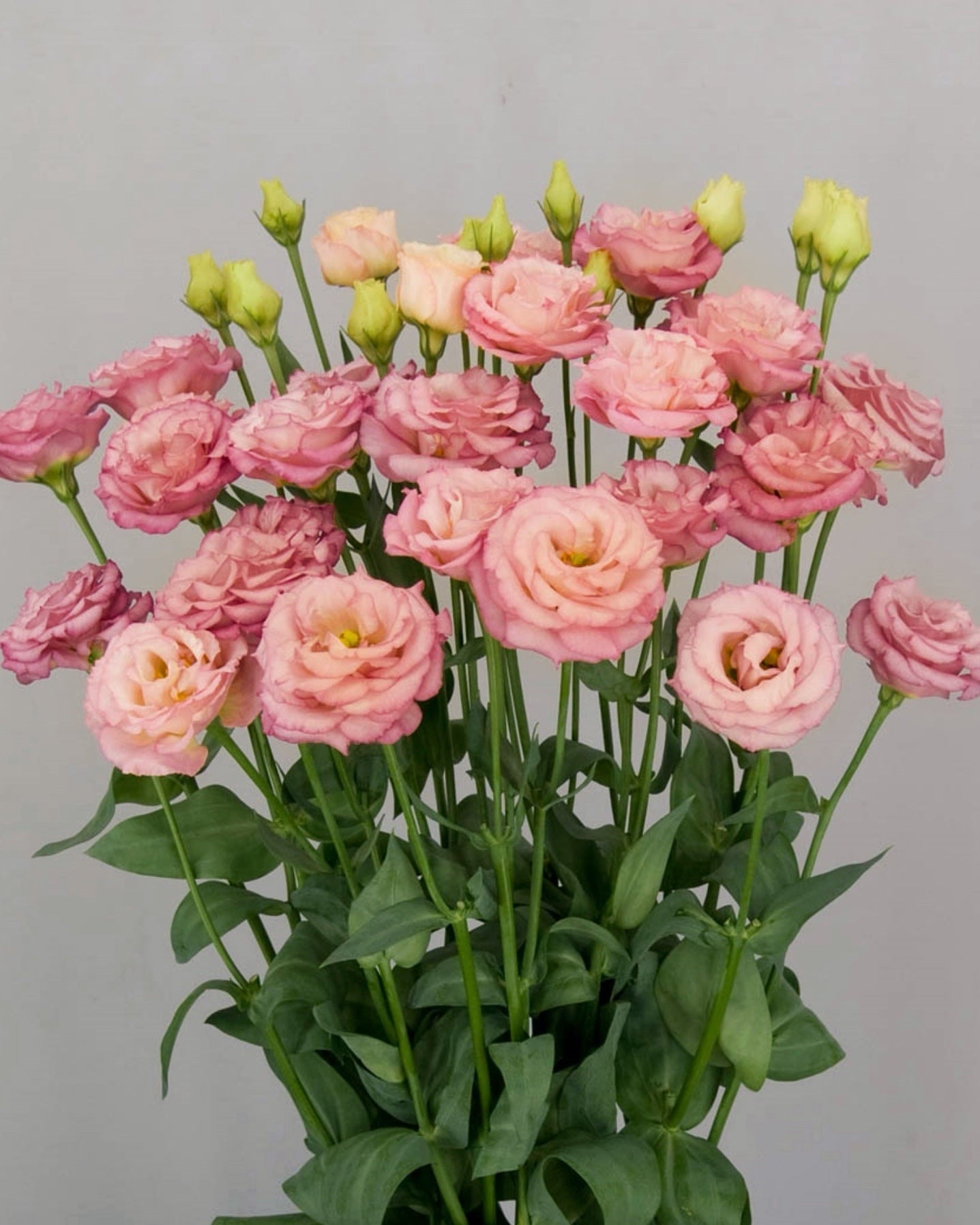 Lisianthus Arosa 2 Peach (8 plugs)