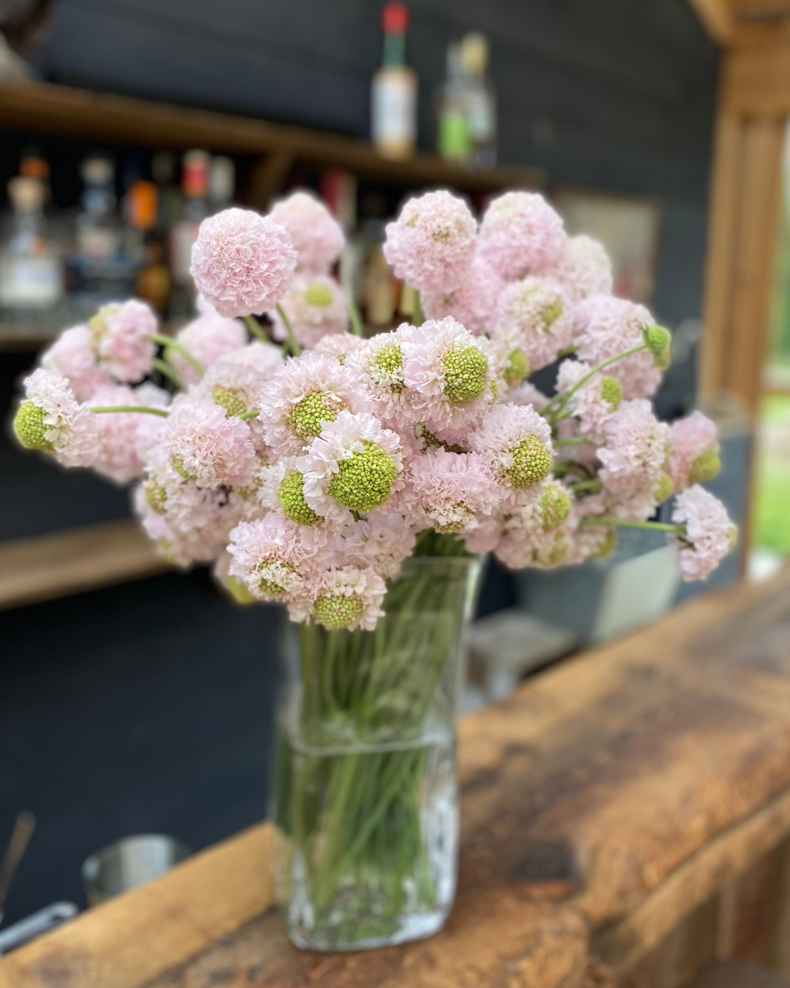 Scabiosa Scoop (3 plugs)