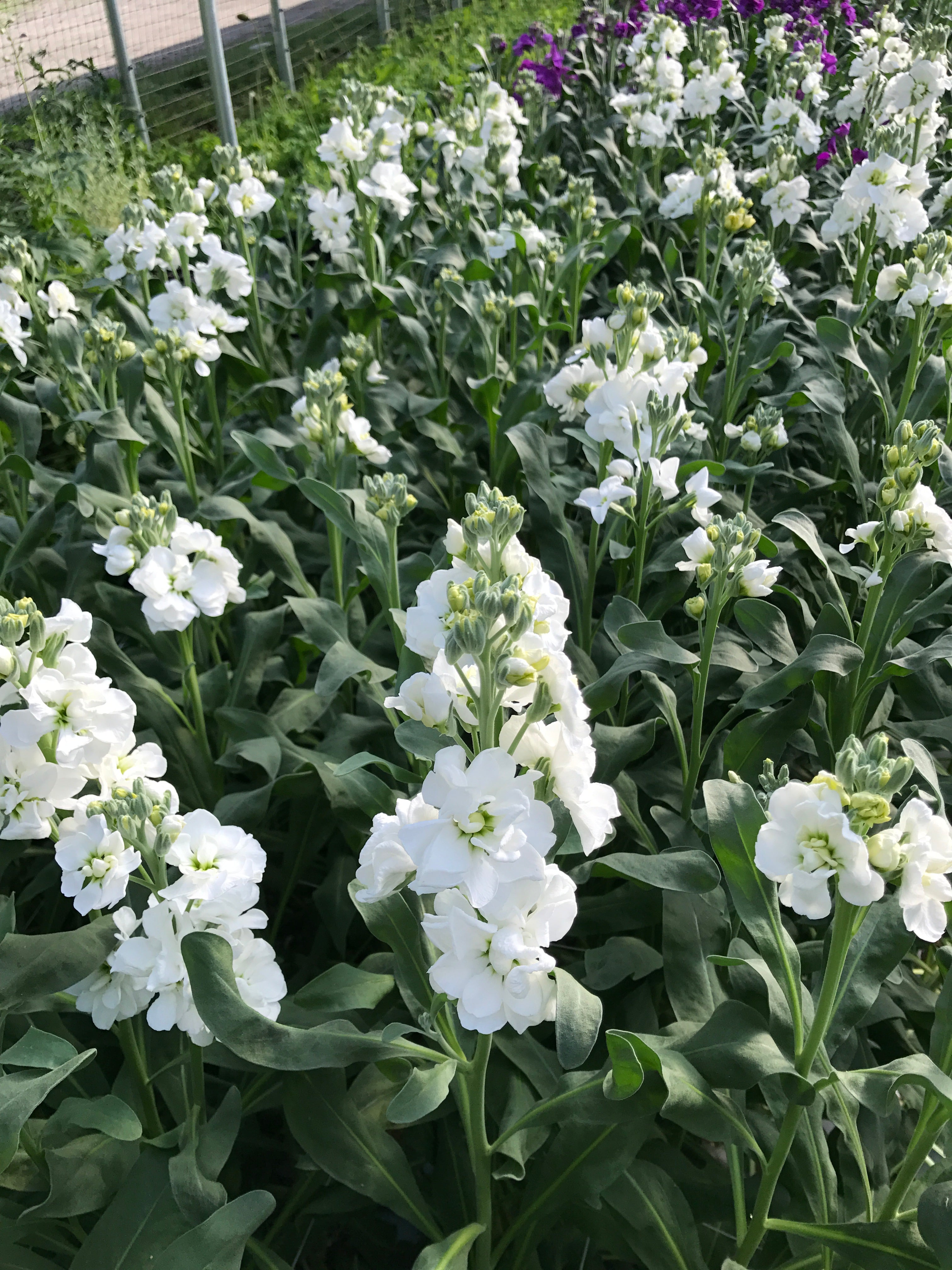 Stock Iron White (8 plugs)