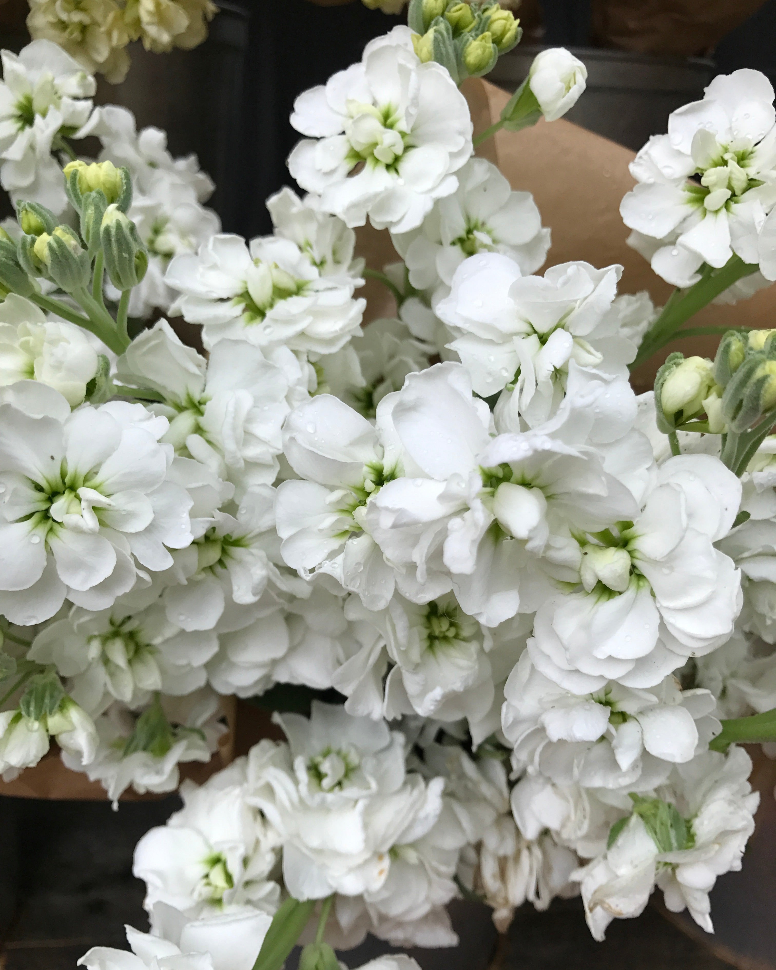 Stock Iron White (8 plugs)