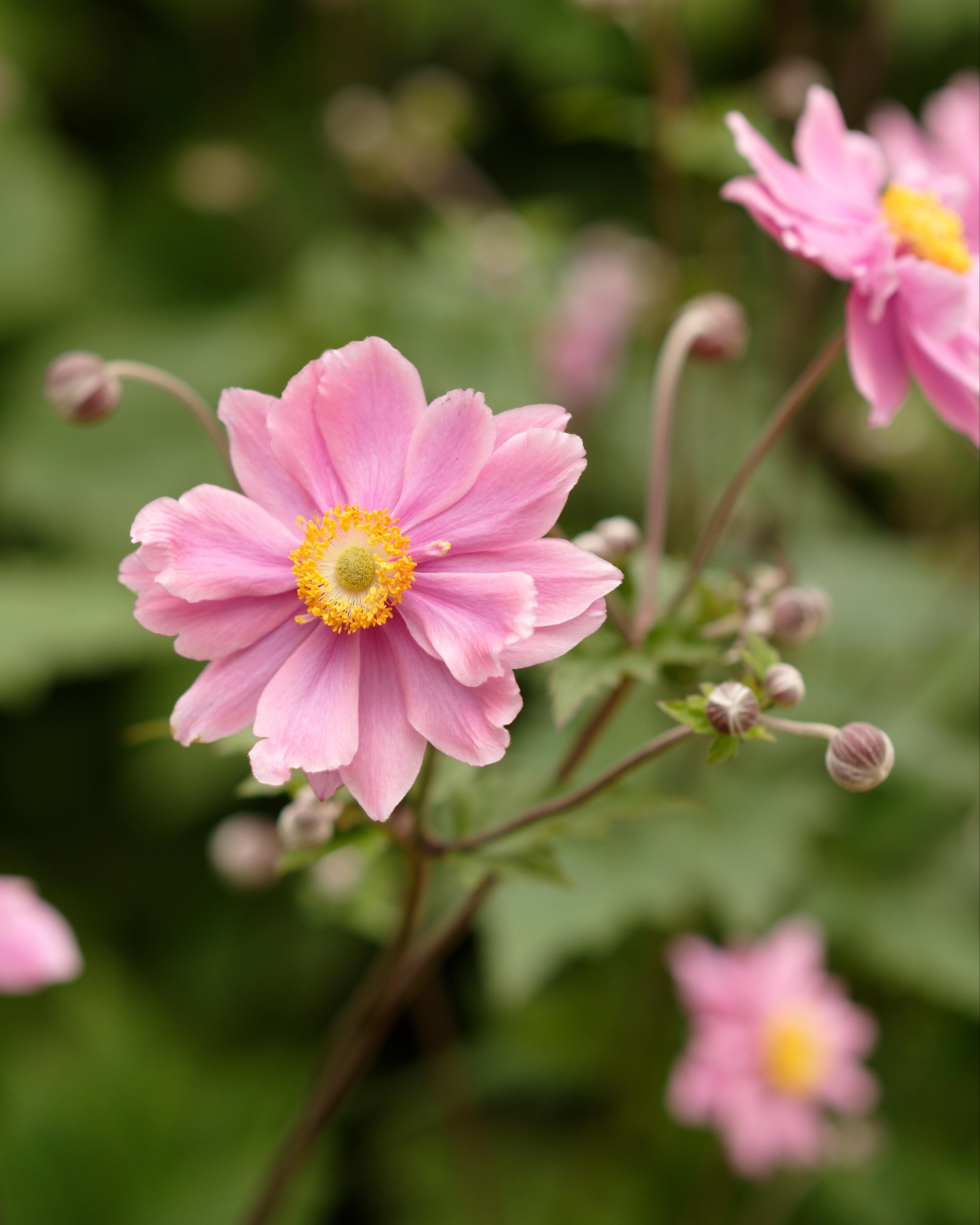 Anemone Whirlwind Pink (3 plugs)