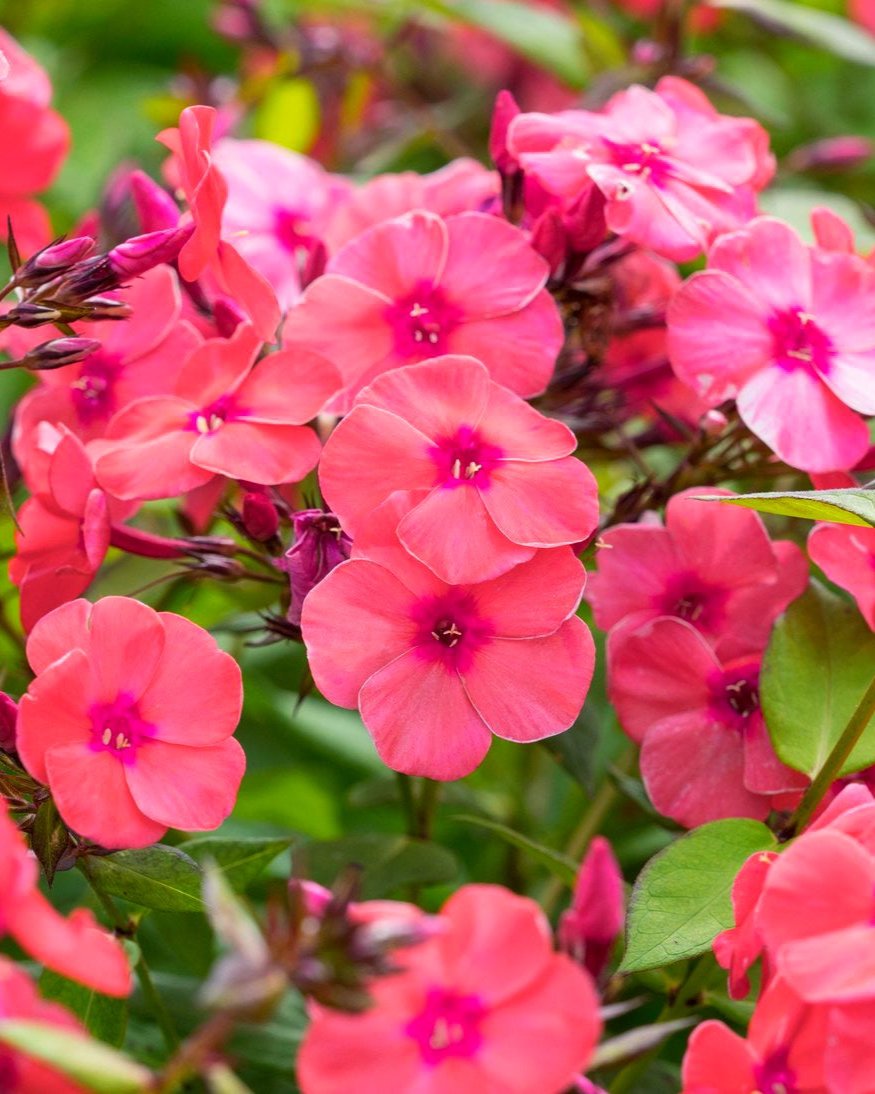 Phlox Glamour Girl (3 plugs)