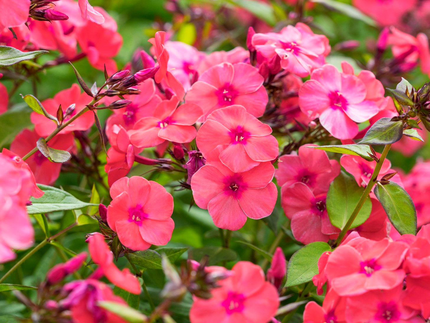 Phlox Glamour Girl (3 plugs)