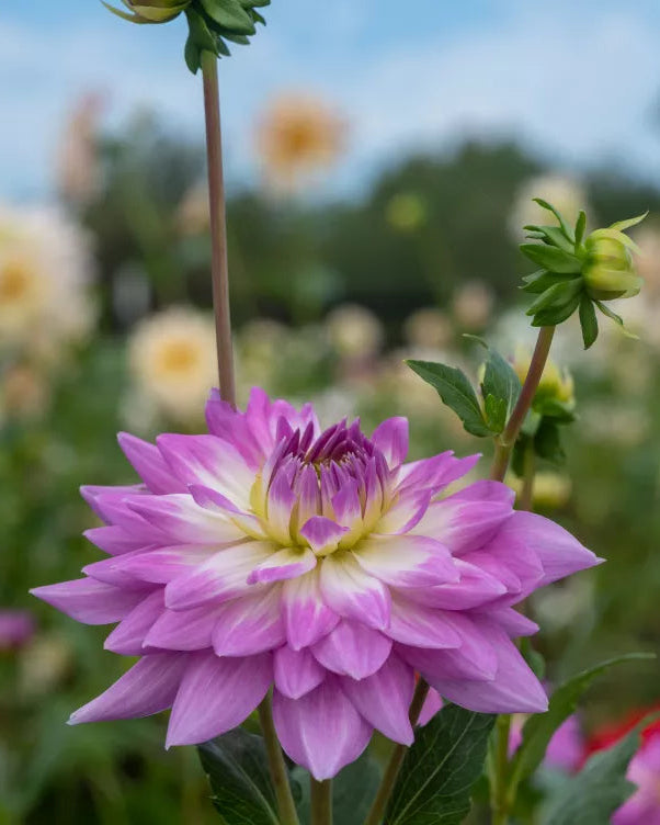Dahlia Karma Series